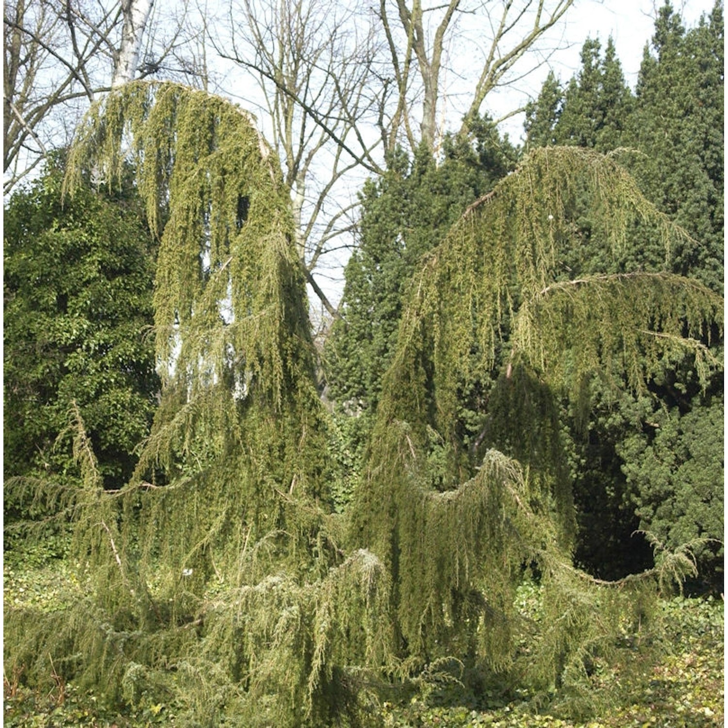 Wildwacholder Horstmann 80-100cm - Juniperus communis günstig online kaufen