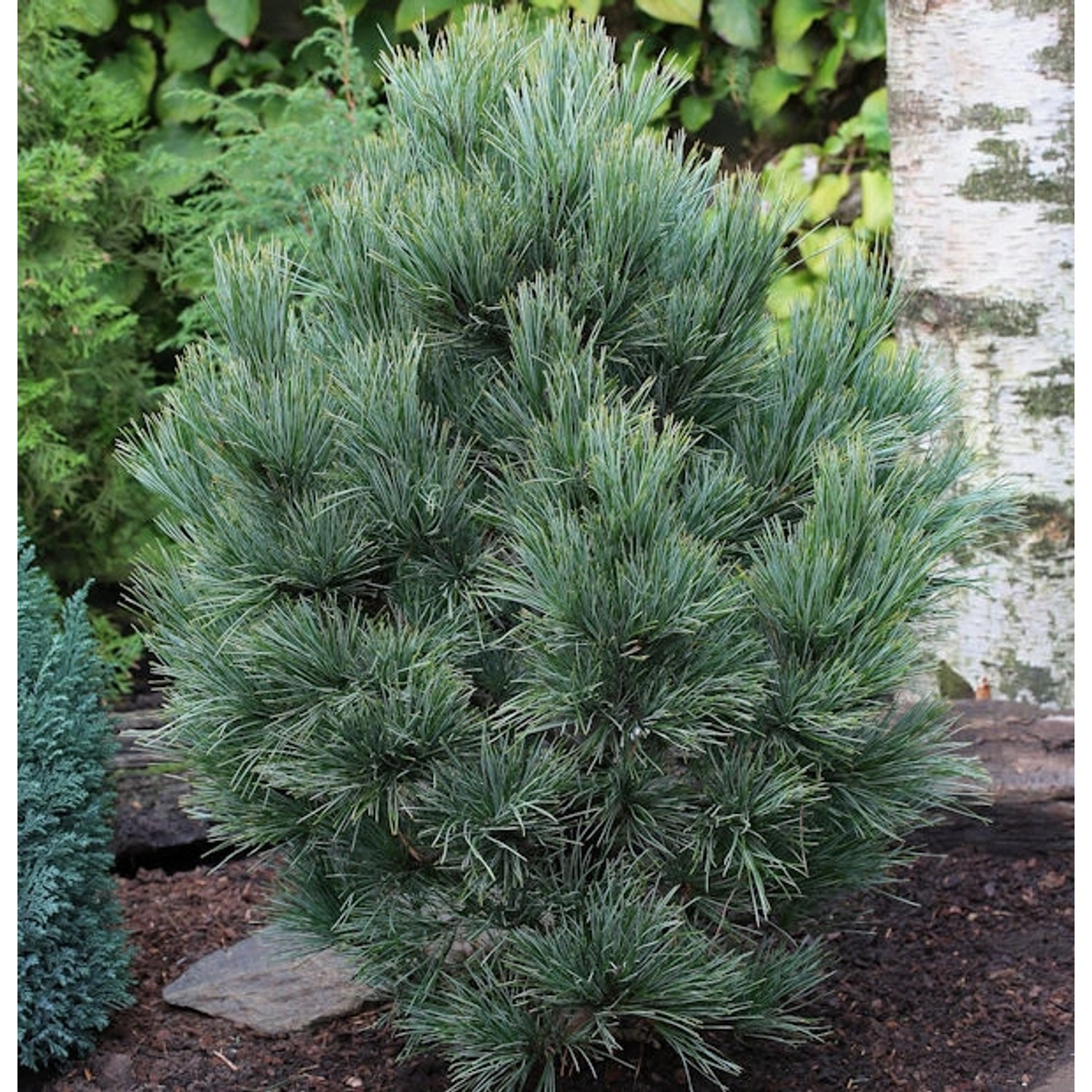 Zirbelkiefer 50-60cm - Pinus cembra günstig online kaufen