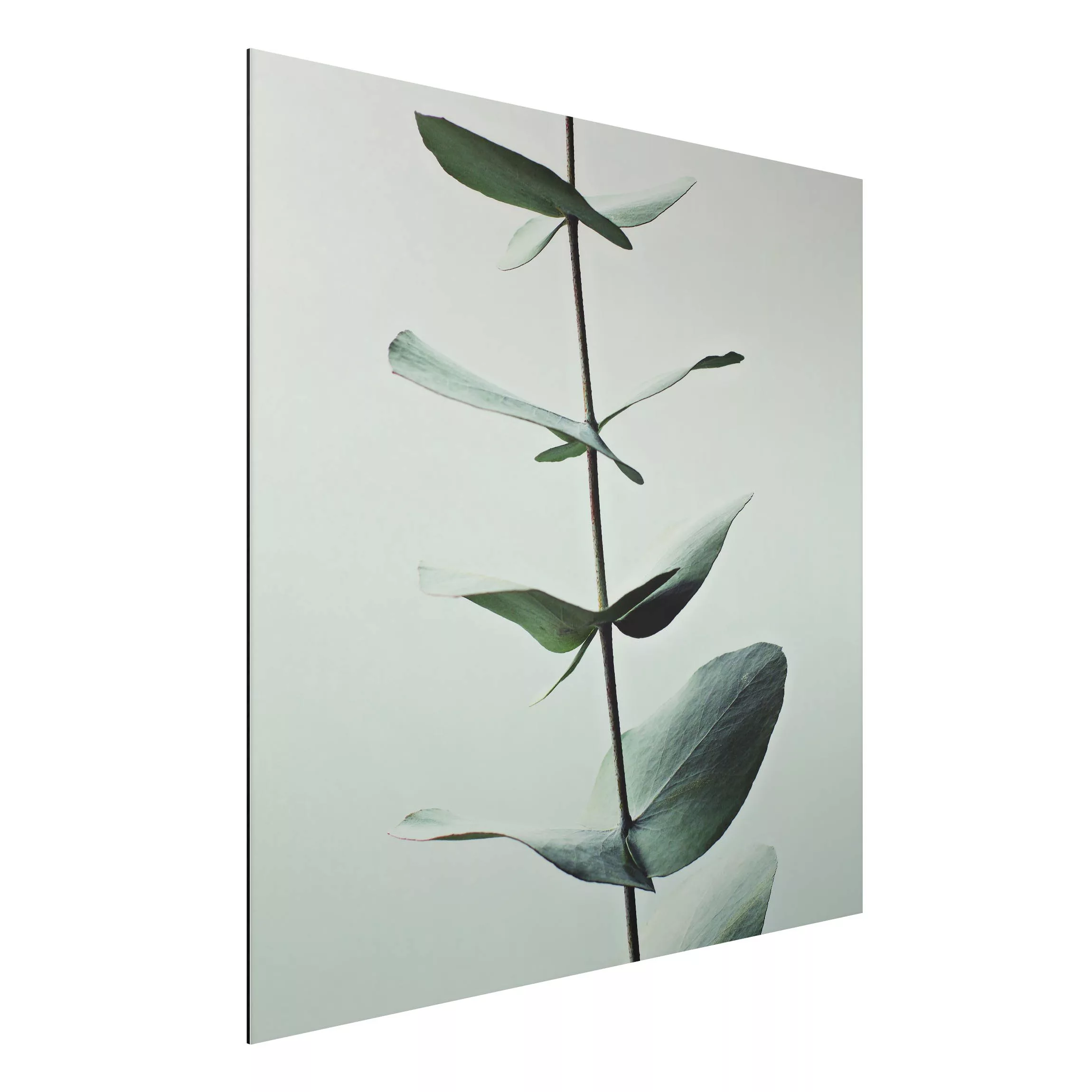 Alu-Dibond Bild Symmetrischer Eukalyptuszweig günstig online kaufen