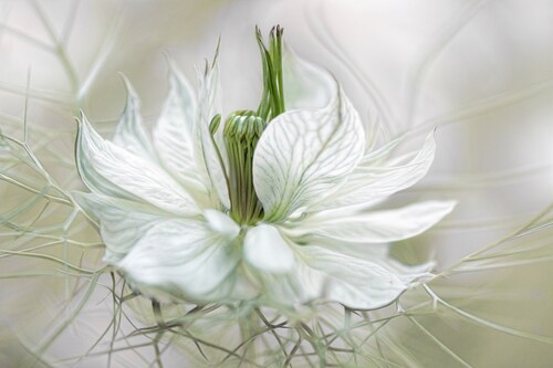 Papermoon Fototapete »Photo-Art MANDY DISHER, NIGELLA« günstig online kaufen