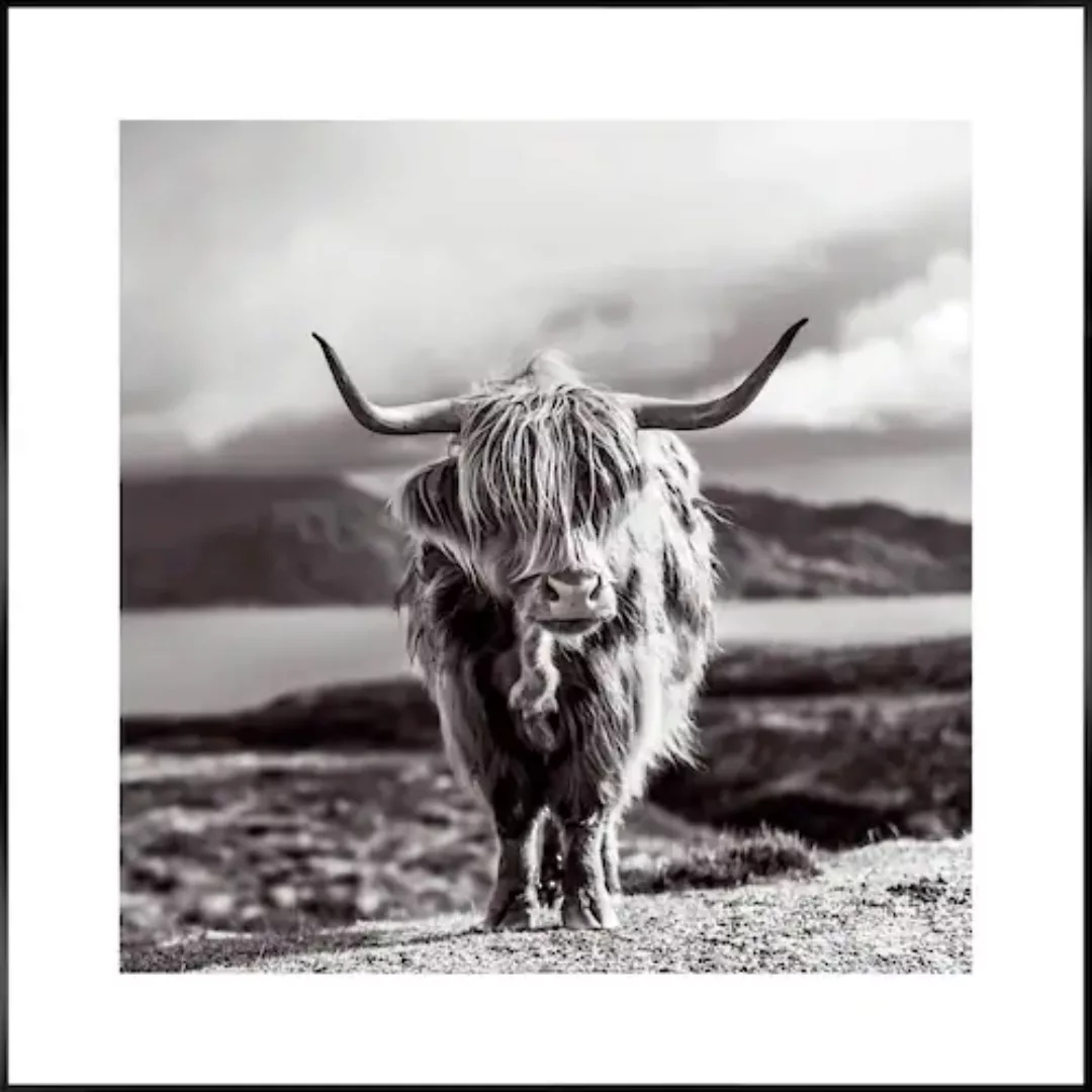 Reinders Wandbild "Slim Frame Black 50x50 Highland Cow" günstig online kaufen