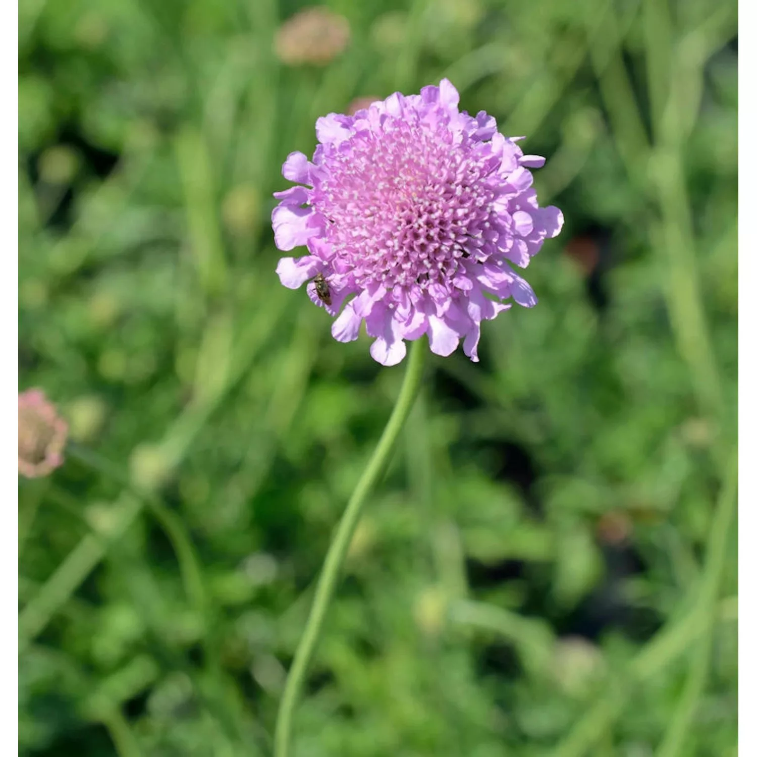 Tauben Skabiose Nana - Scabiosa columbaria günstig online kaufen