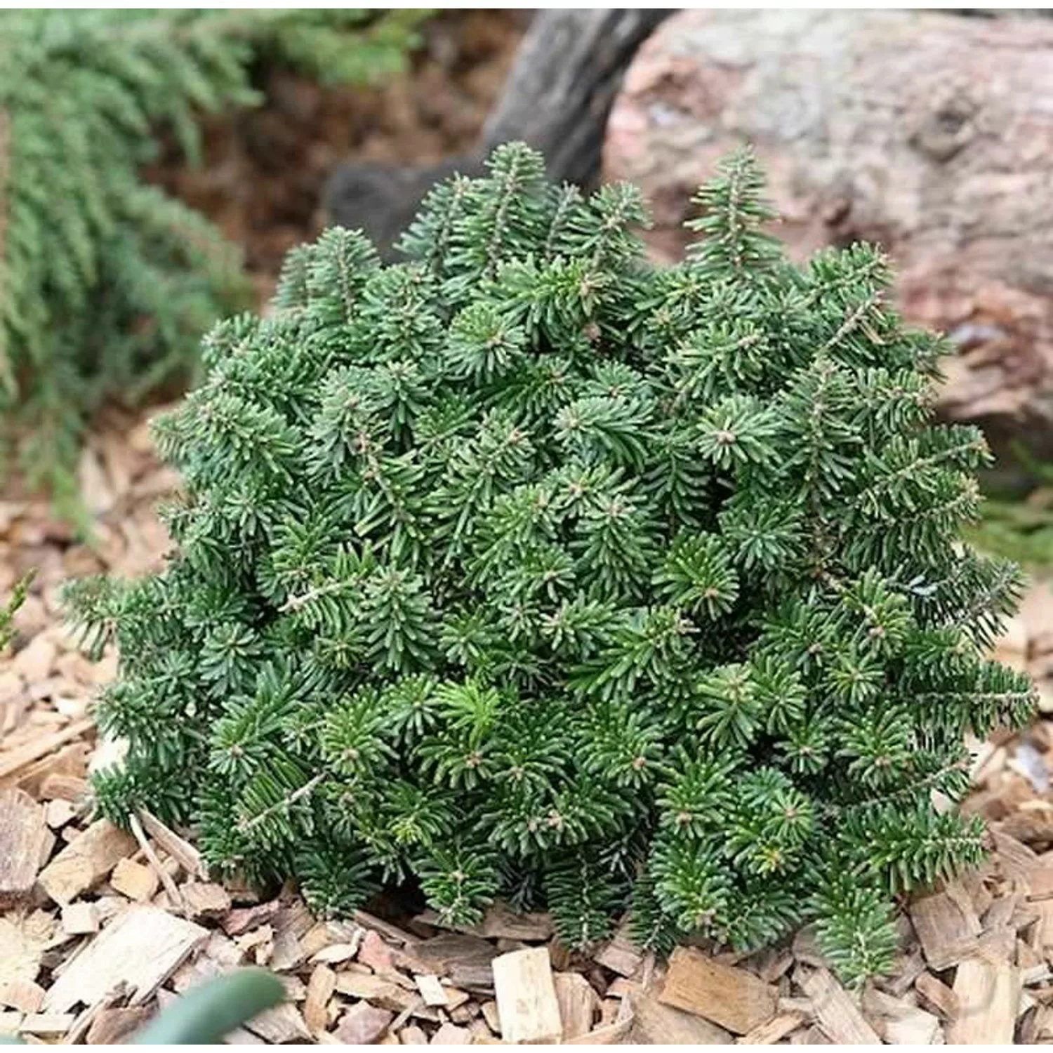 Zwerg Koreatanne Brillant 25-30cm - Abies koreana günstig online kaufen