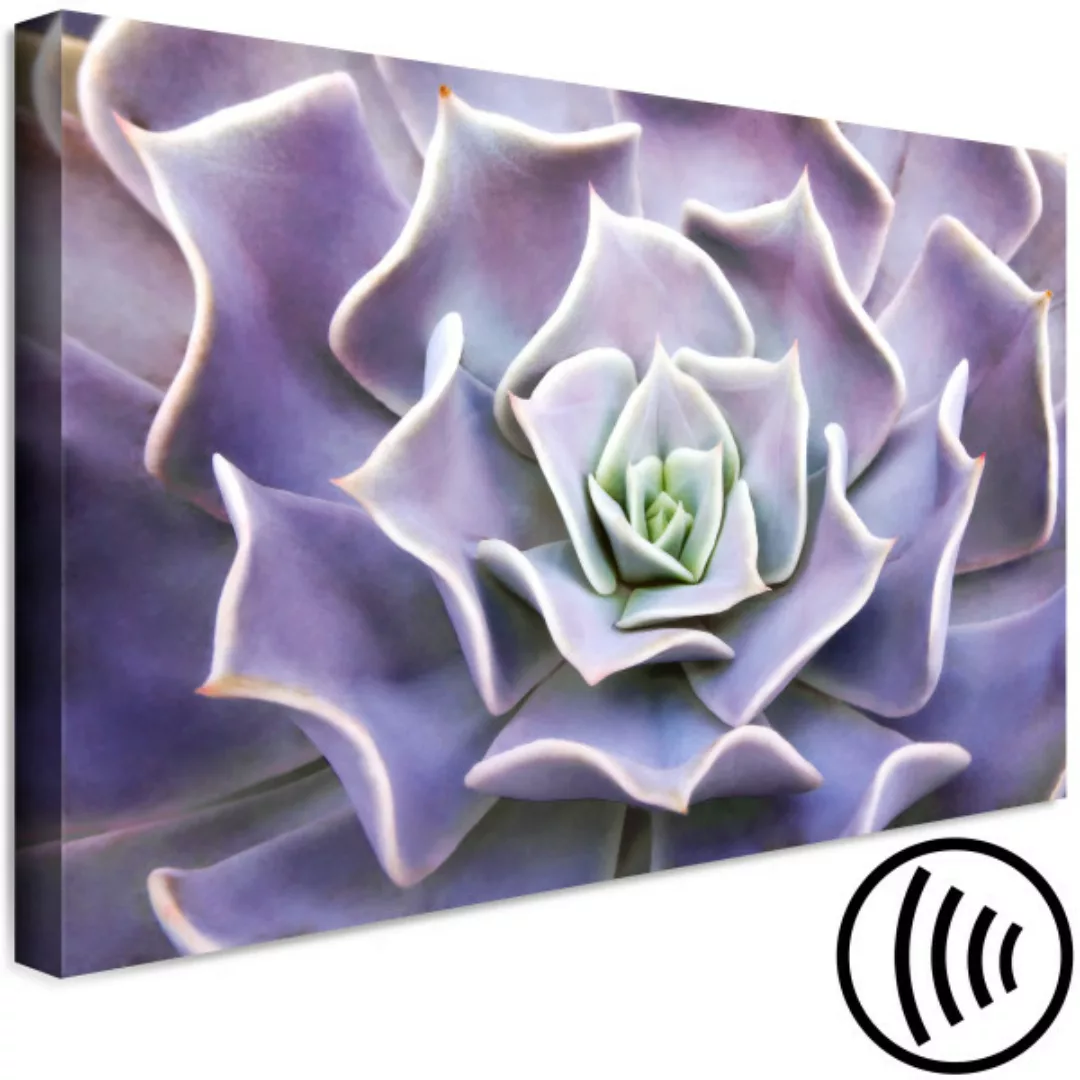 Leinwandbild Purple Succulent (1 Part) Wide XXL günstig online kaufen