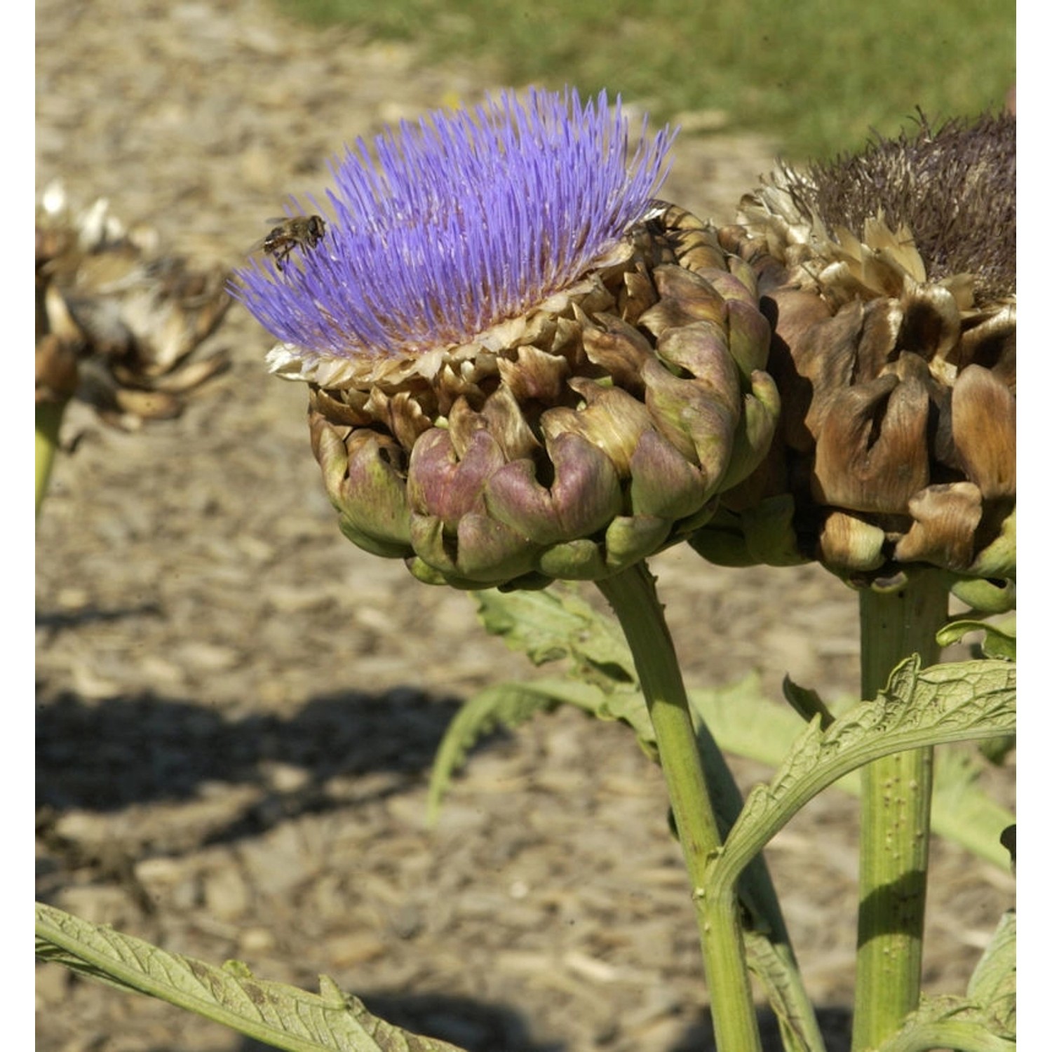 Zierartischocke - Cynara scolymus günstig online kaufen