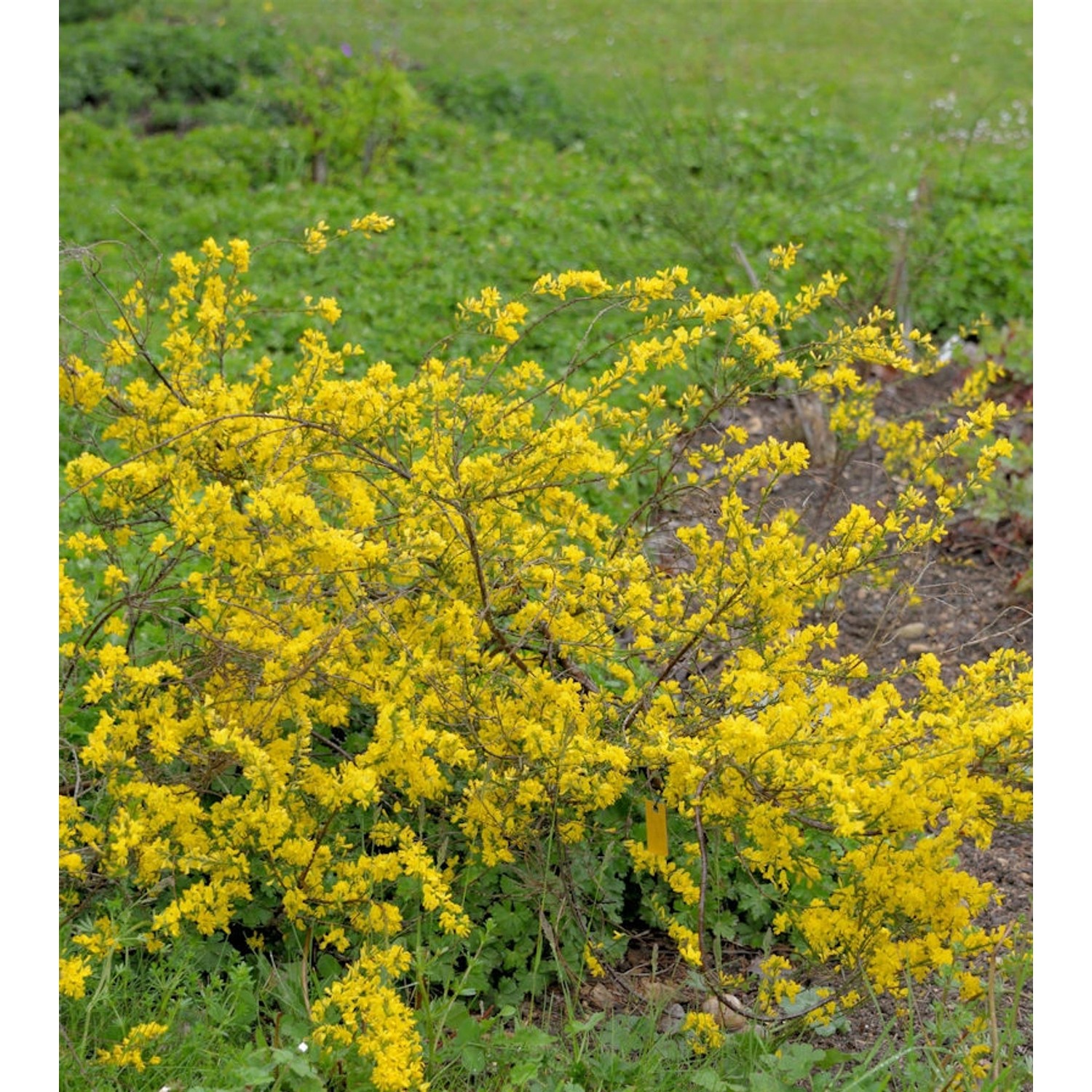 Regensburger Ginster 20-30cm - Chamaecytisus ratisbonensis günstig online kaufen