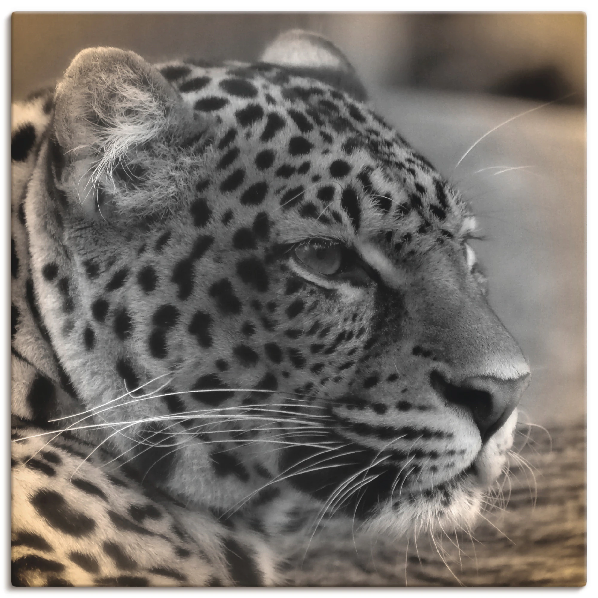 Artland Leinwandbild »Leopard Profil«, Wildtiere, (1 St.), auf Keilrahmen g günstig online kaufen