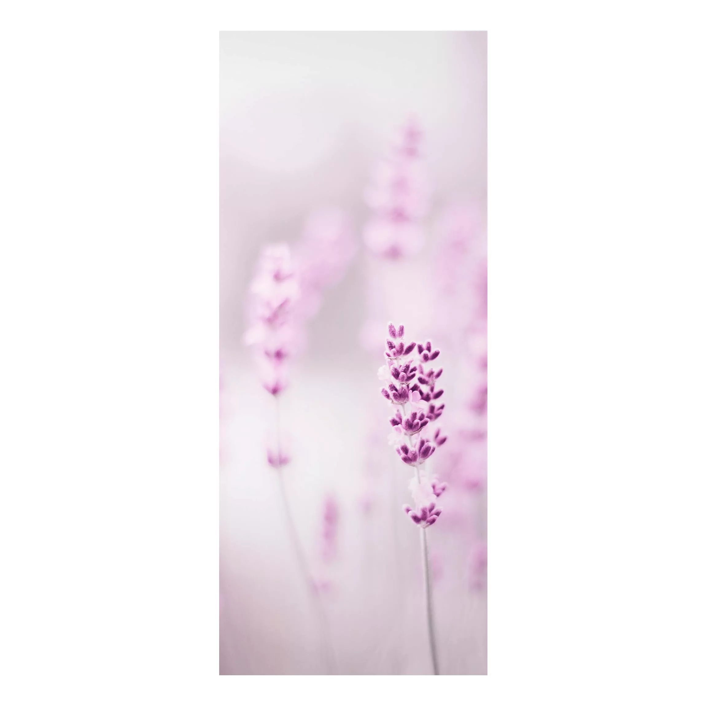 Alu-Dibond Bild Zartvioletter Lavendel günstig online kaufen
