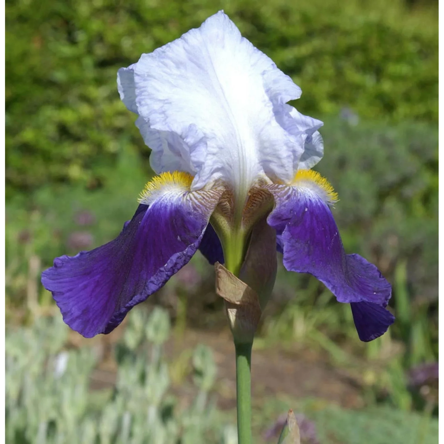 Schwertlilie Cloverdale - Iris barbata günstig online kaufen