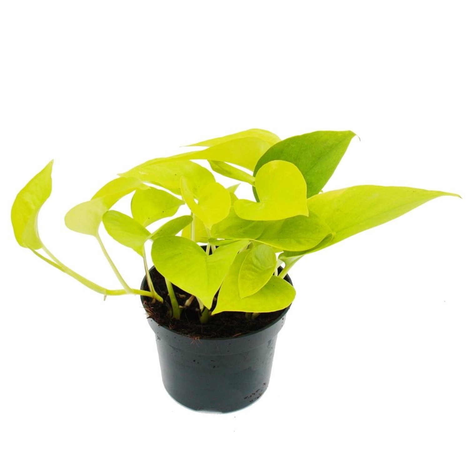 Exotenherz Gelbgrüne Efeutute Epipremnum Golden Pothos Scindapsus 12cm Topf günstig online kaufen