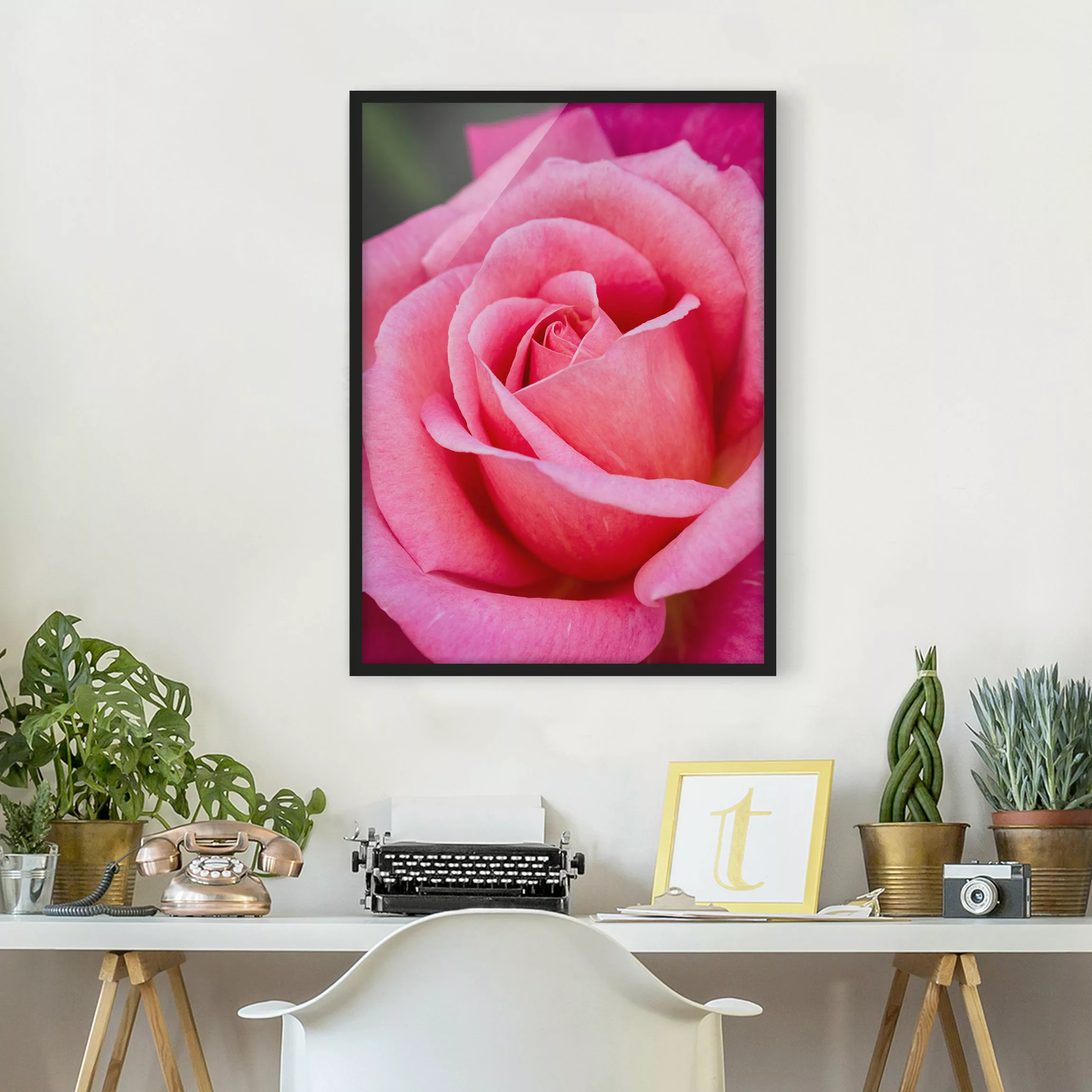 Bild mit Rahmen - Hochformat Pinke Rosenblüte vor Grün günstig online kaufen