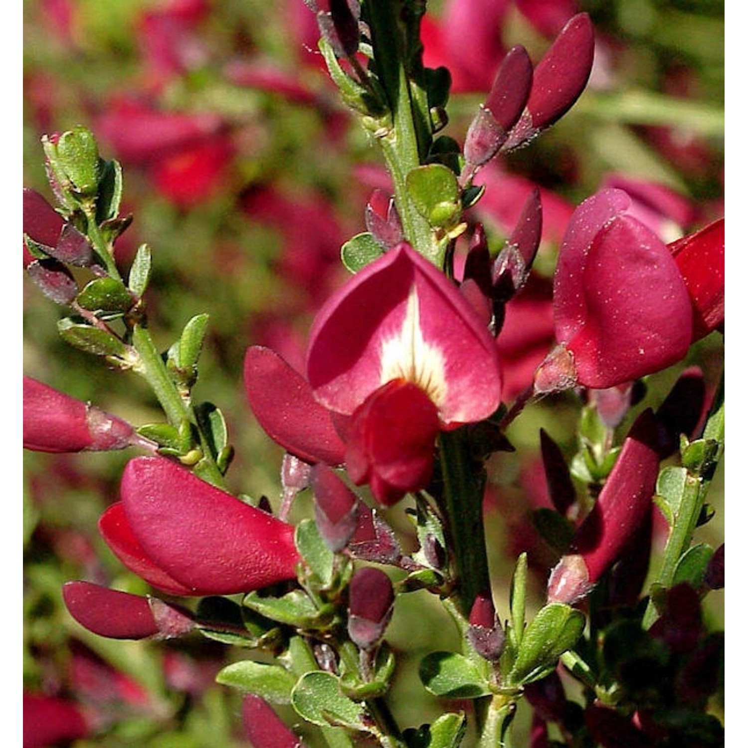 Edelginster Booskop Ruby 60-80cm - Cytisus scoparius günstig online kaufen