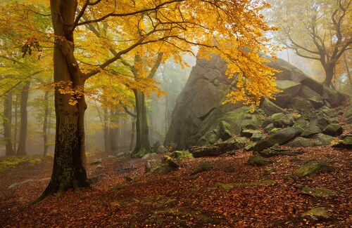 Papermoon Fototapete »Photo-Art DANIEL Å˜EÅ˜ICHA, HERBSTWALD« günstig online kaufen