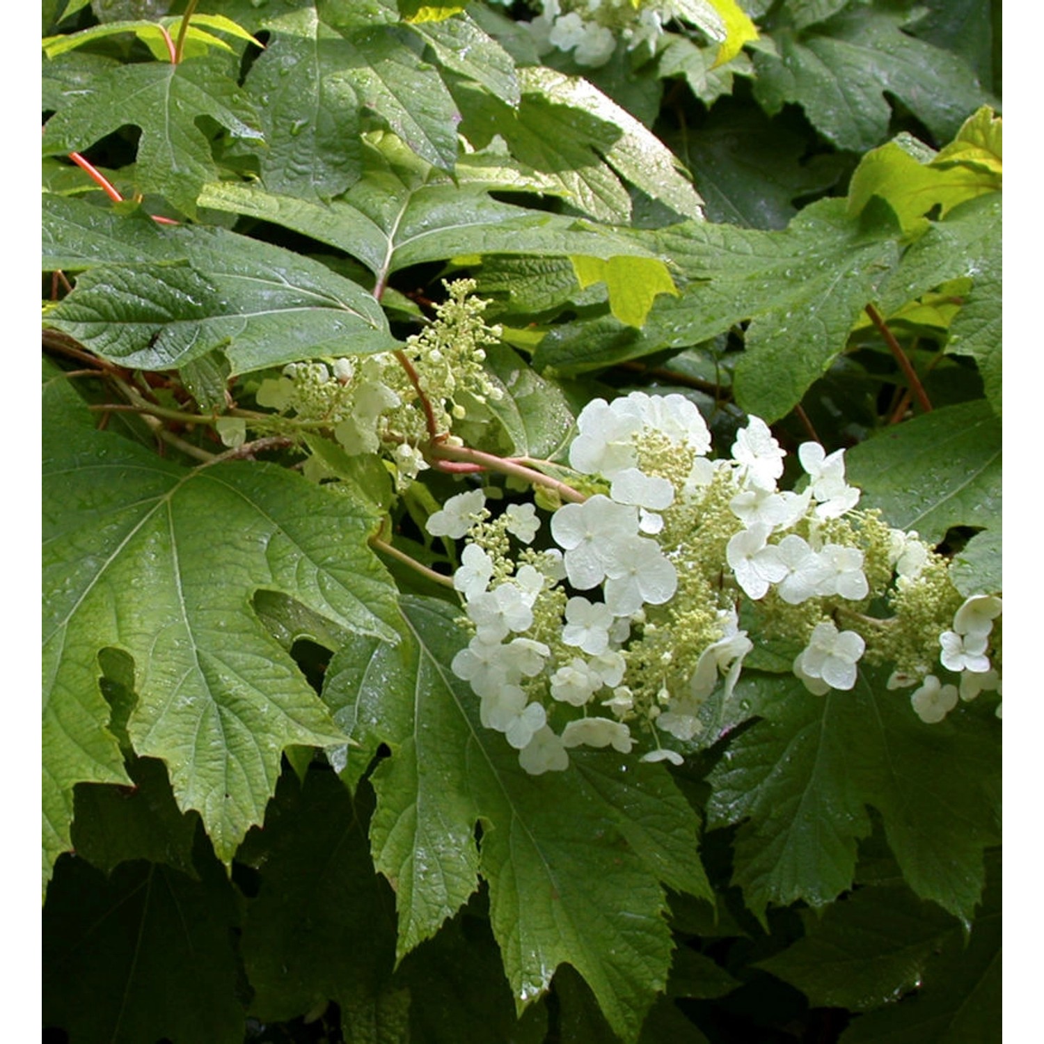 Eichenblättrige Hortensie Tara 30-40cm - Hydrangea quercifolia günstig online kaufen