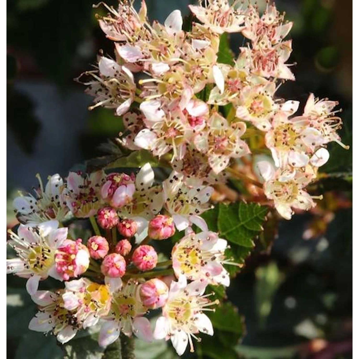 Blasenspiere Little Devil 60-80cm - Physocarpus opulifolius günstig online kaufen