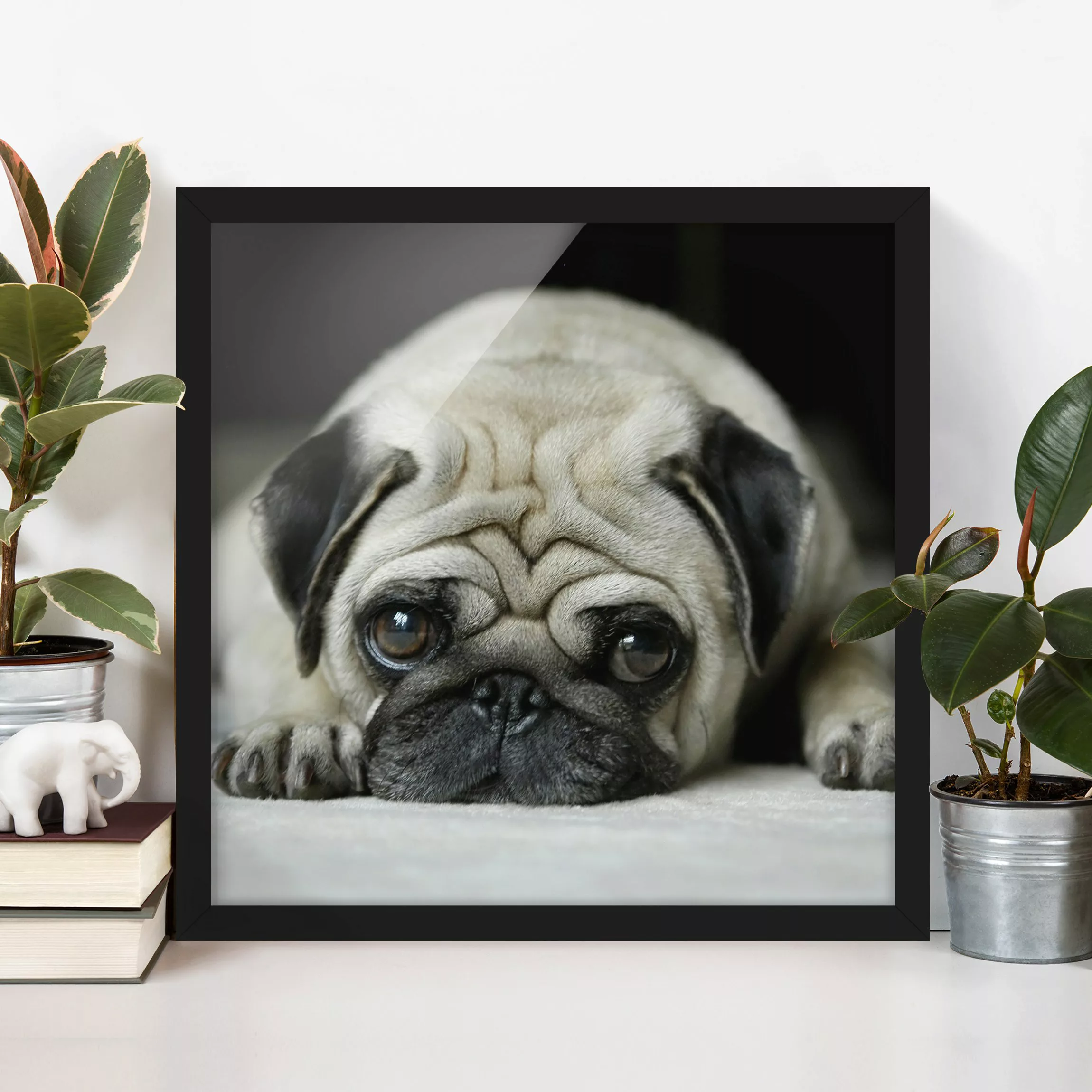 Bild mit Rahmen Schwarz-Weiß - Quadrat Pug Loves You günstig online kaufen