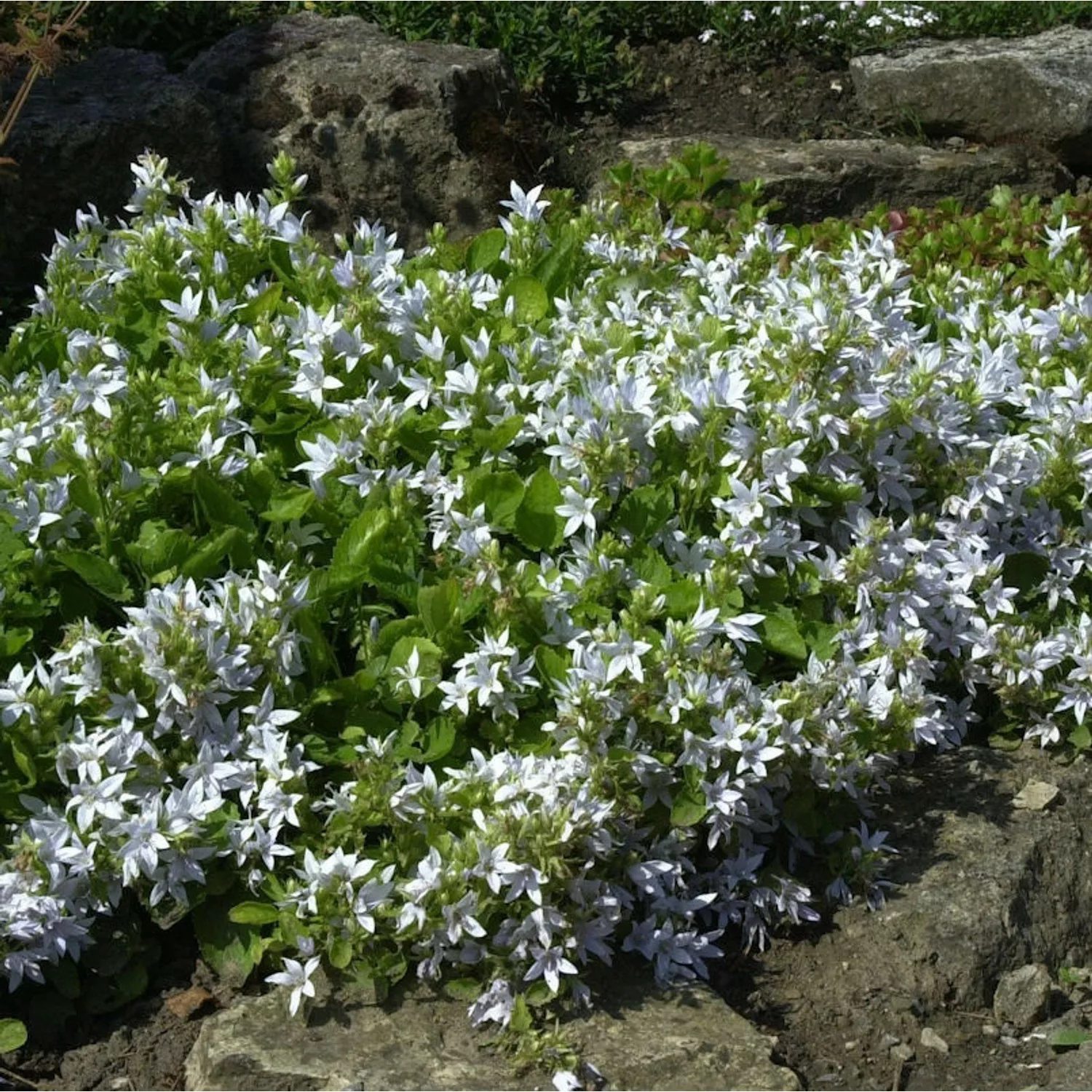 Glockenblume weiß - Campanula poscharskyana günstig online kaufen