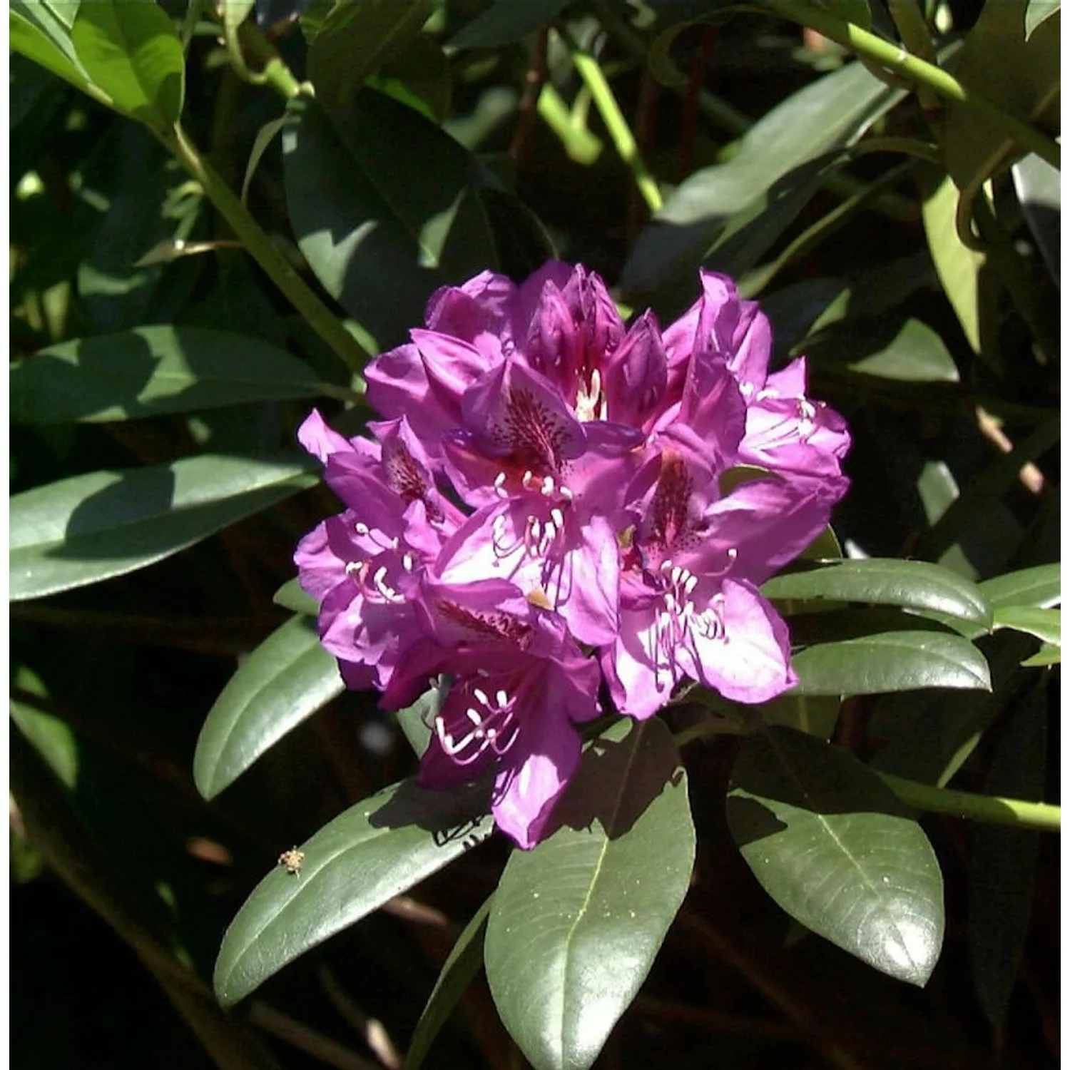 Großblumige Rhododendron Blue Print 30-40cm - Alpenrose günstig online kaufen