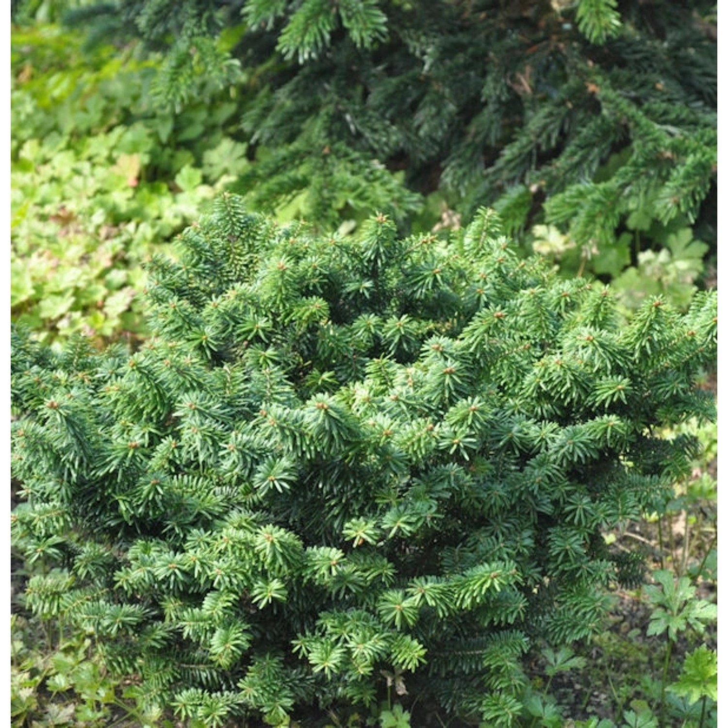 Zwerg Balsam Tanne 25-30cm - Abies balsamea günstig online kaufen