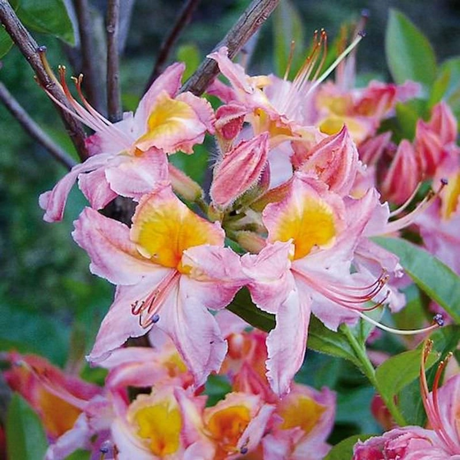 Rhododendron Quiet Throughts 30-40cm - Rhododendron viscosum günstig online kaufen