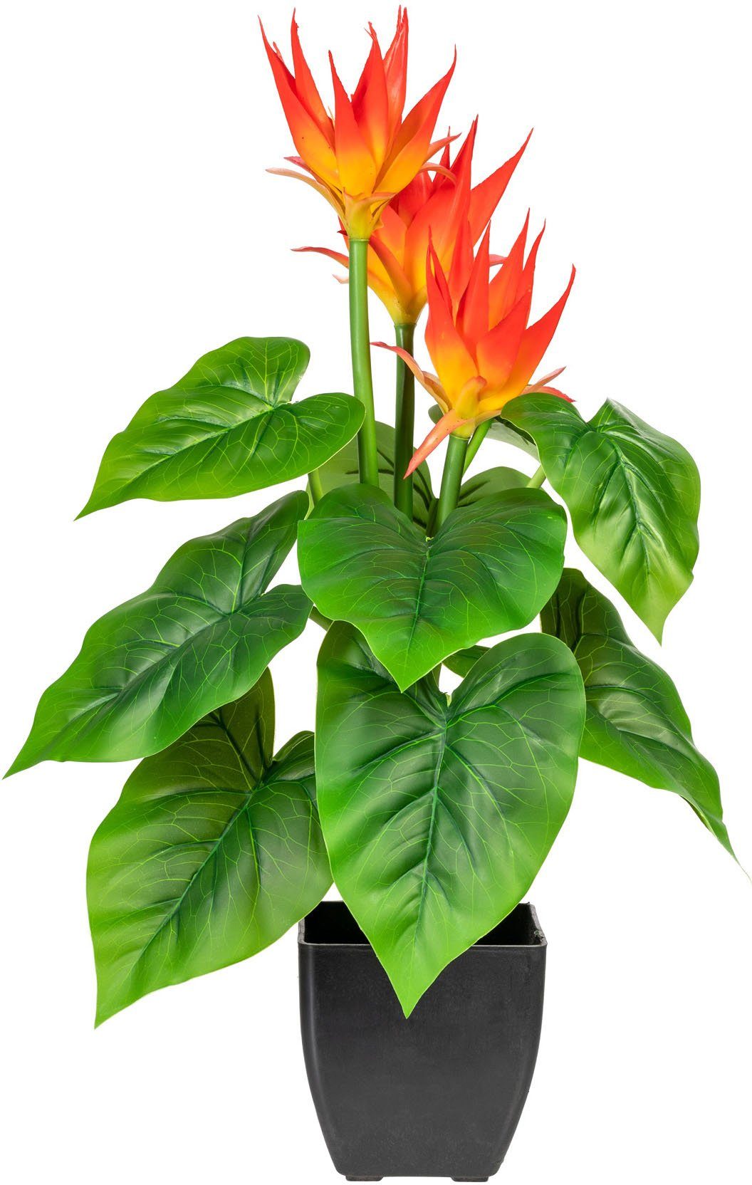 Kunstpflanze Warnow Guzmania, DELAVITA, Höhe 58 günstig online kaufen