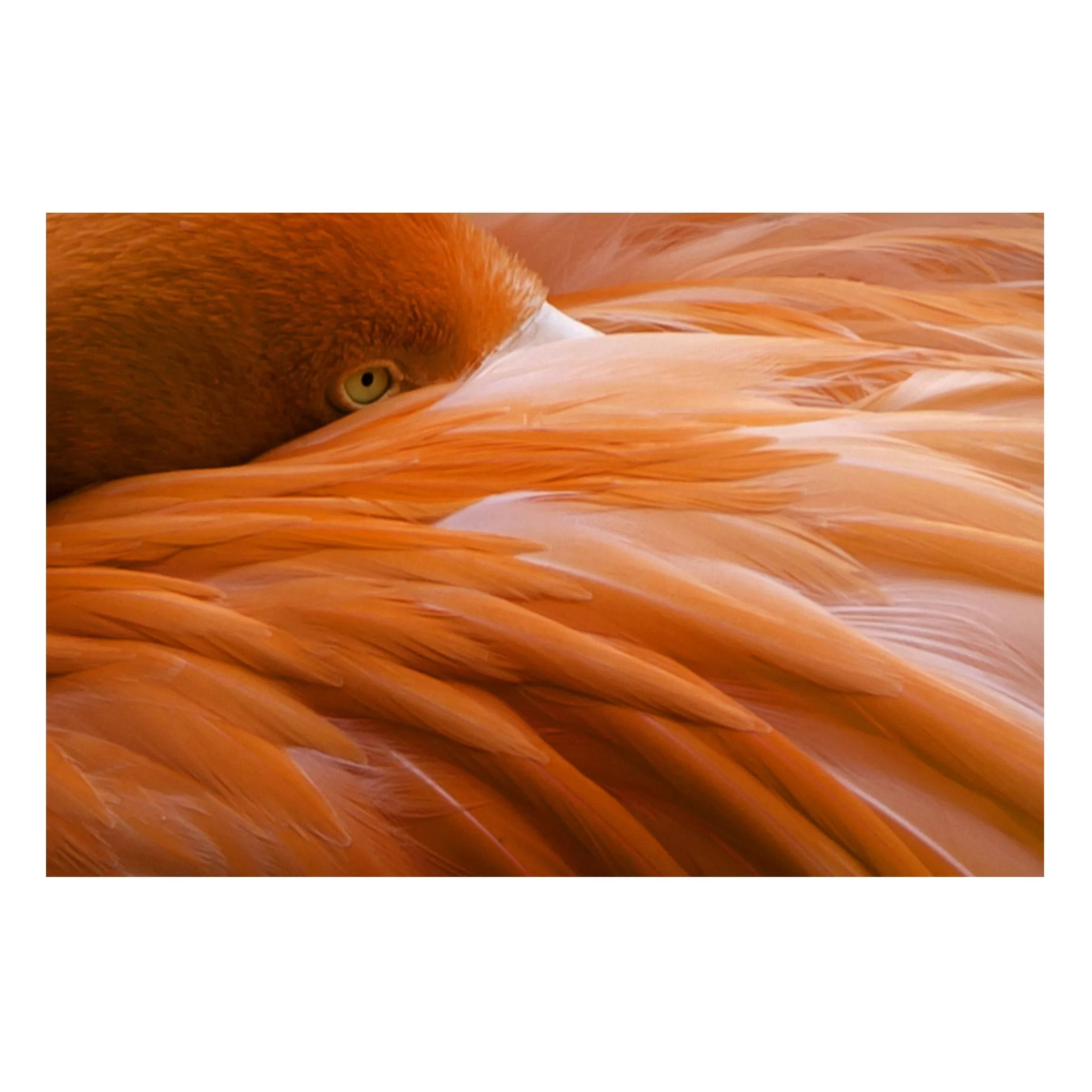 Magnettafel Tiere - Querformat 3:2 Flamingofedern günstig online kaufen
