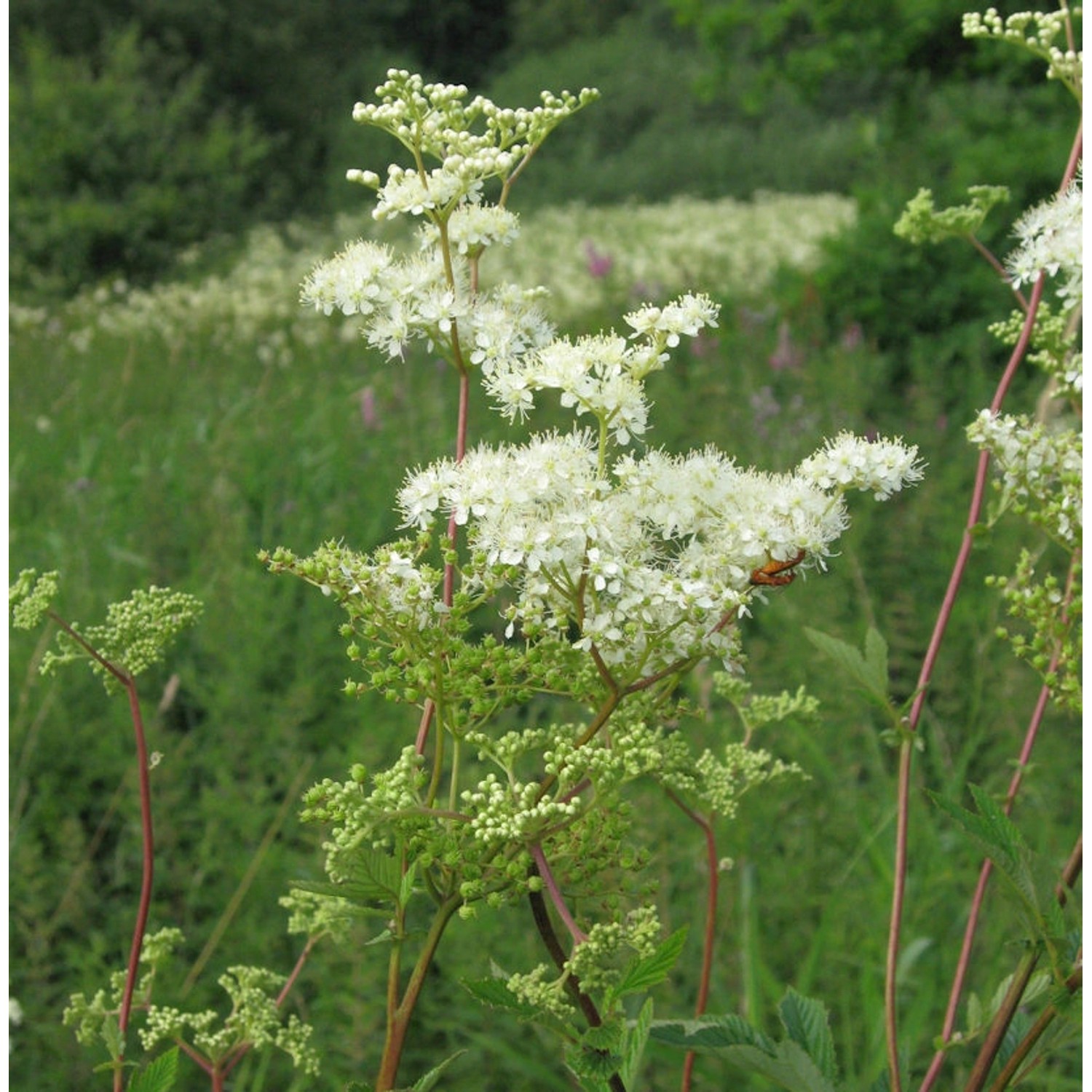 Mädesüß - Filipendula ulmaria günstig online kaufen