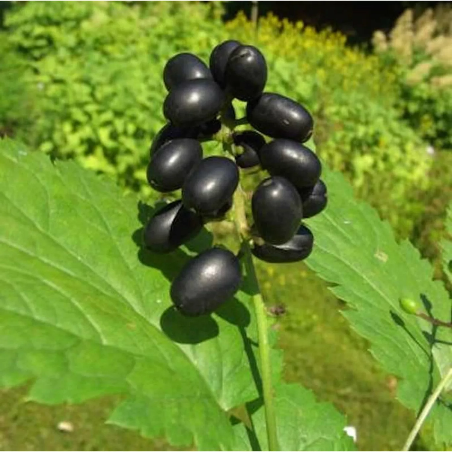 Christophskraut schwarze Beeren - Actaea spicata günstig online kaufen