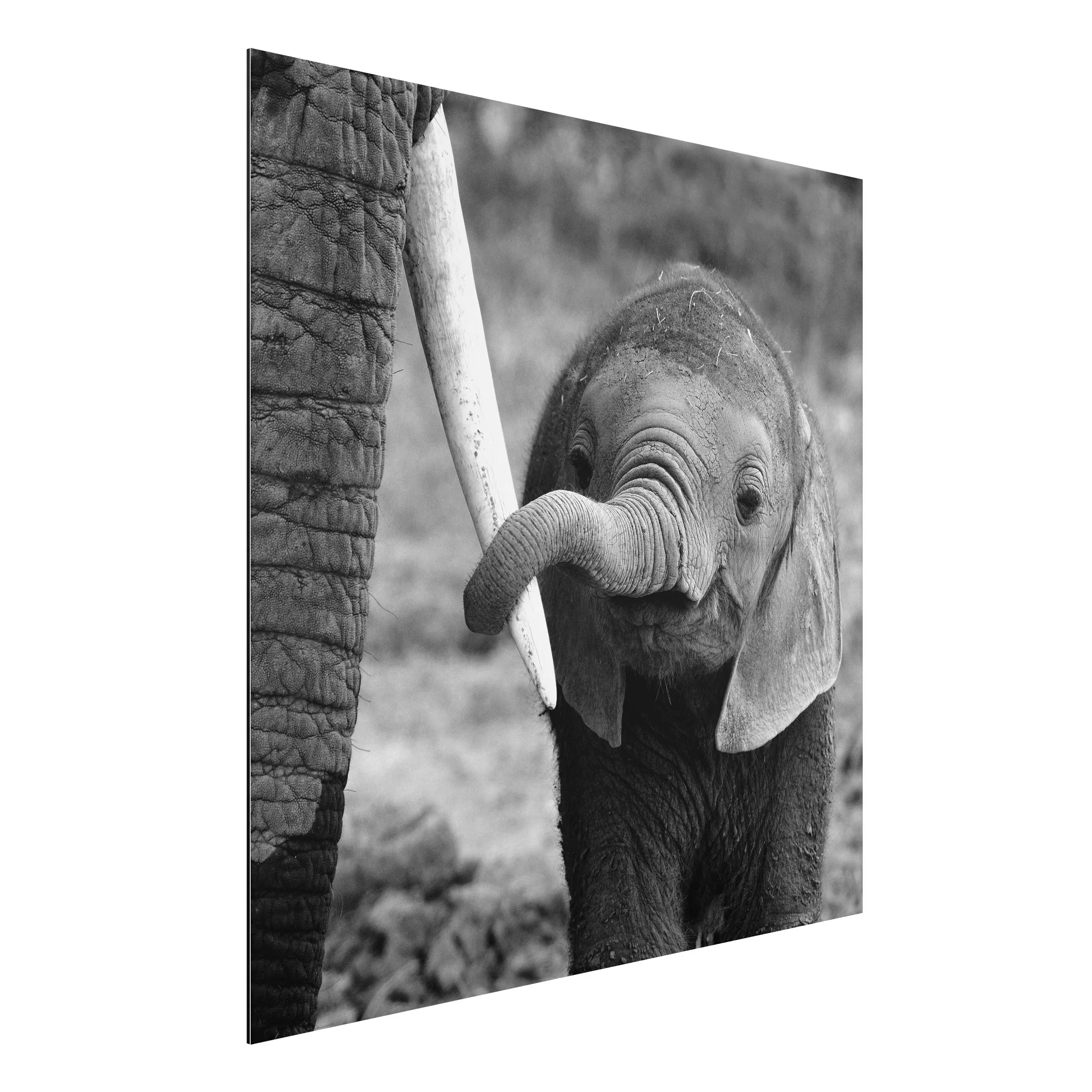 Alu-Dibond Bild Schwarz-Weiß - Quadrat Elefantenbaby günstig online kaufen