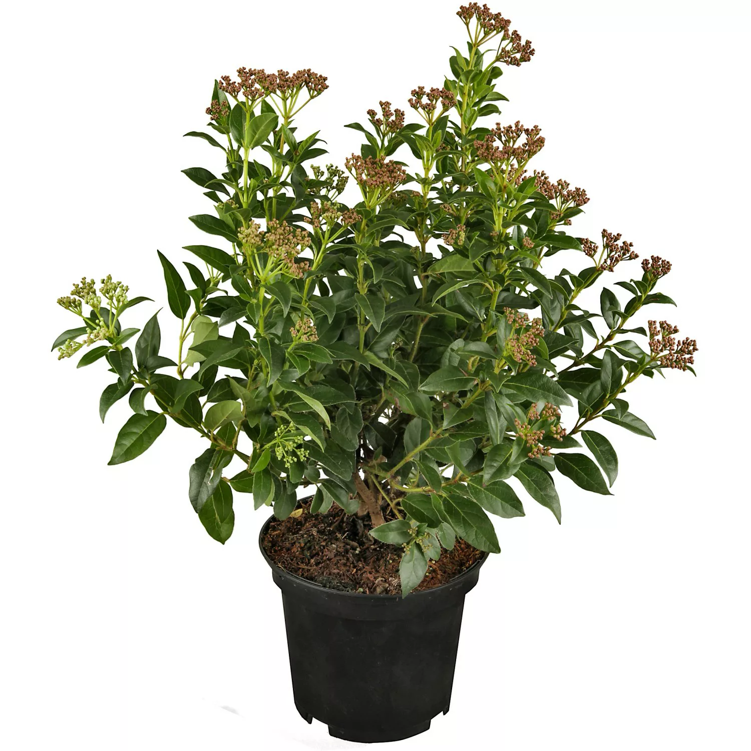 Lorbeer-Schneeball Rosa Höhe ca. 20 - 30 cm Topf ca. 5 l Viburnum günstig online kaufen