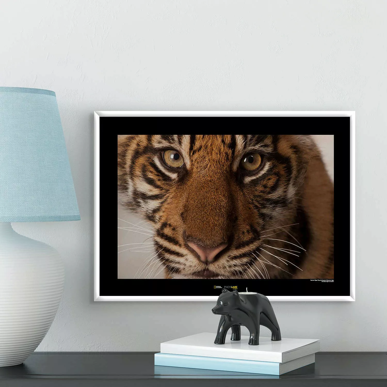 KOMAR Wandbild - Sumatran Tiger Portrait - Größe: 70 x 50 cm mehrfarbig Gr. günstig online kaufen