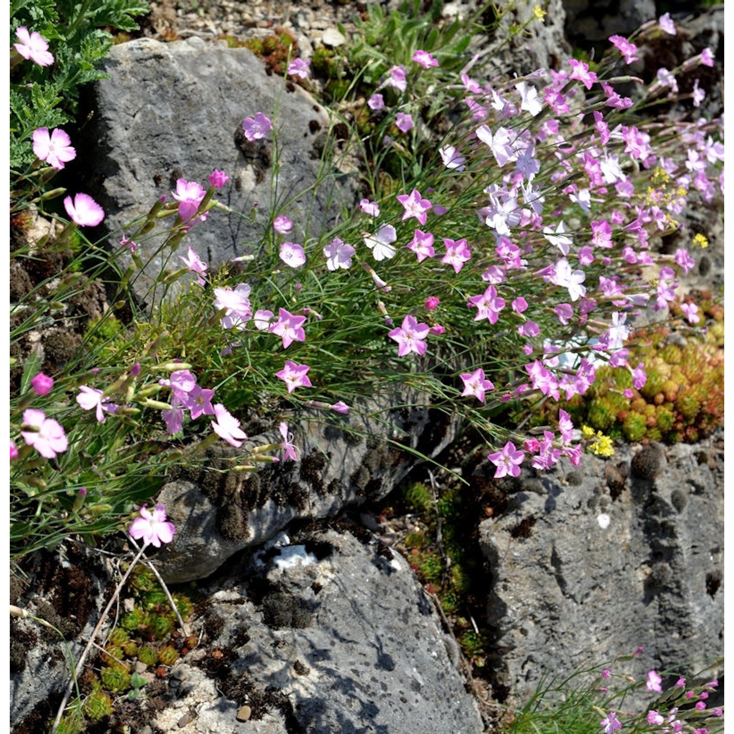 Stein Nelke - Dianthus sylvestris günstig online kaufen