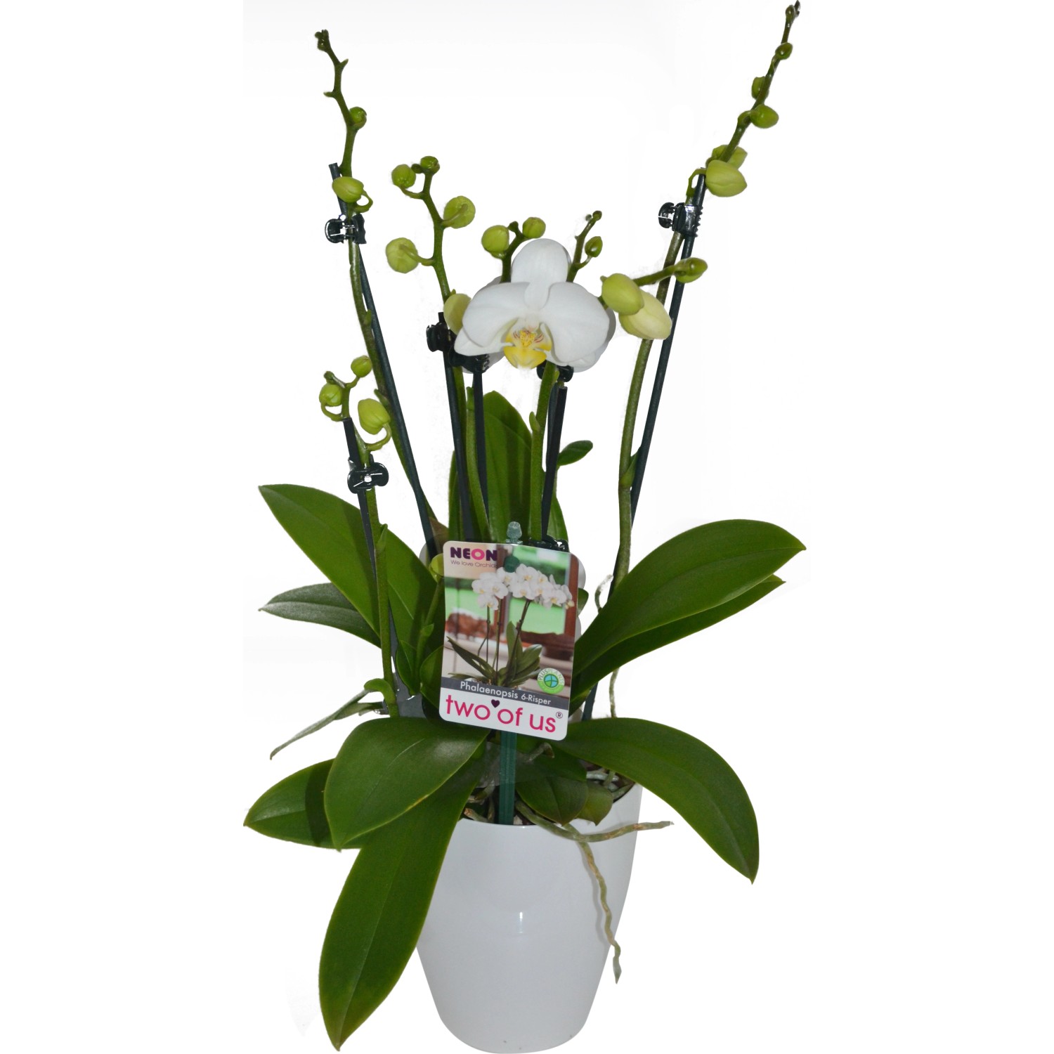 Schmetterlings-Orchidee Showtime 6+ Rispen Weiß Topf-Ø ca. 12 cm Phalaenops günstig online kaufen