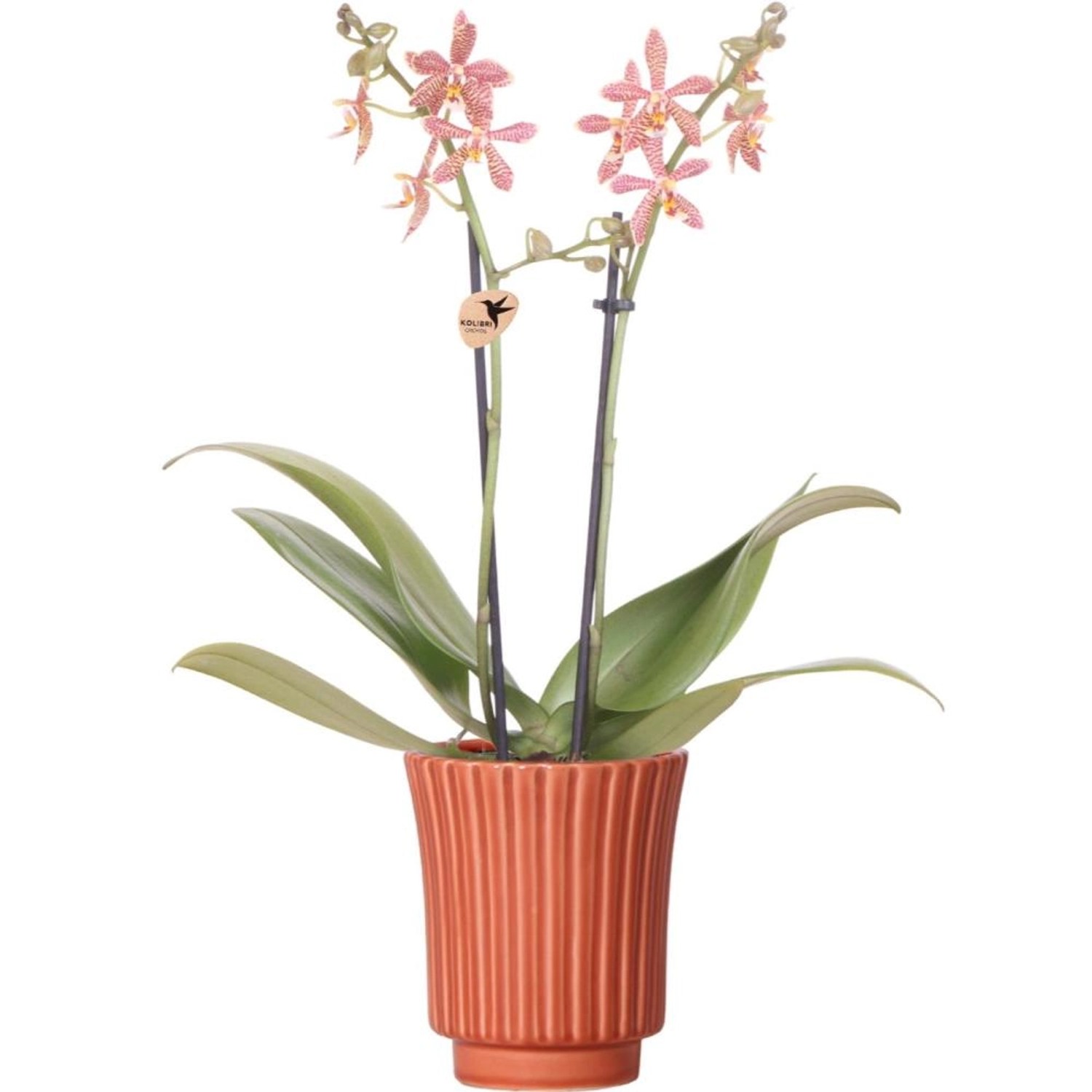 Kolibri Orange Phalaenopsis Orchidee Spider inRetro Terracotta Topfgröße 9c günstig online kaufen