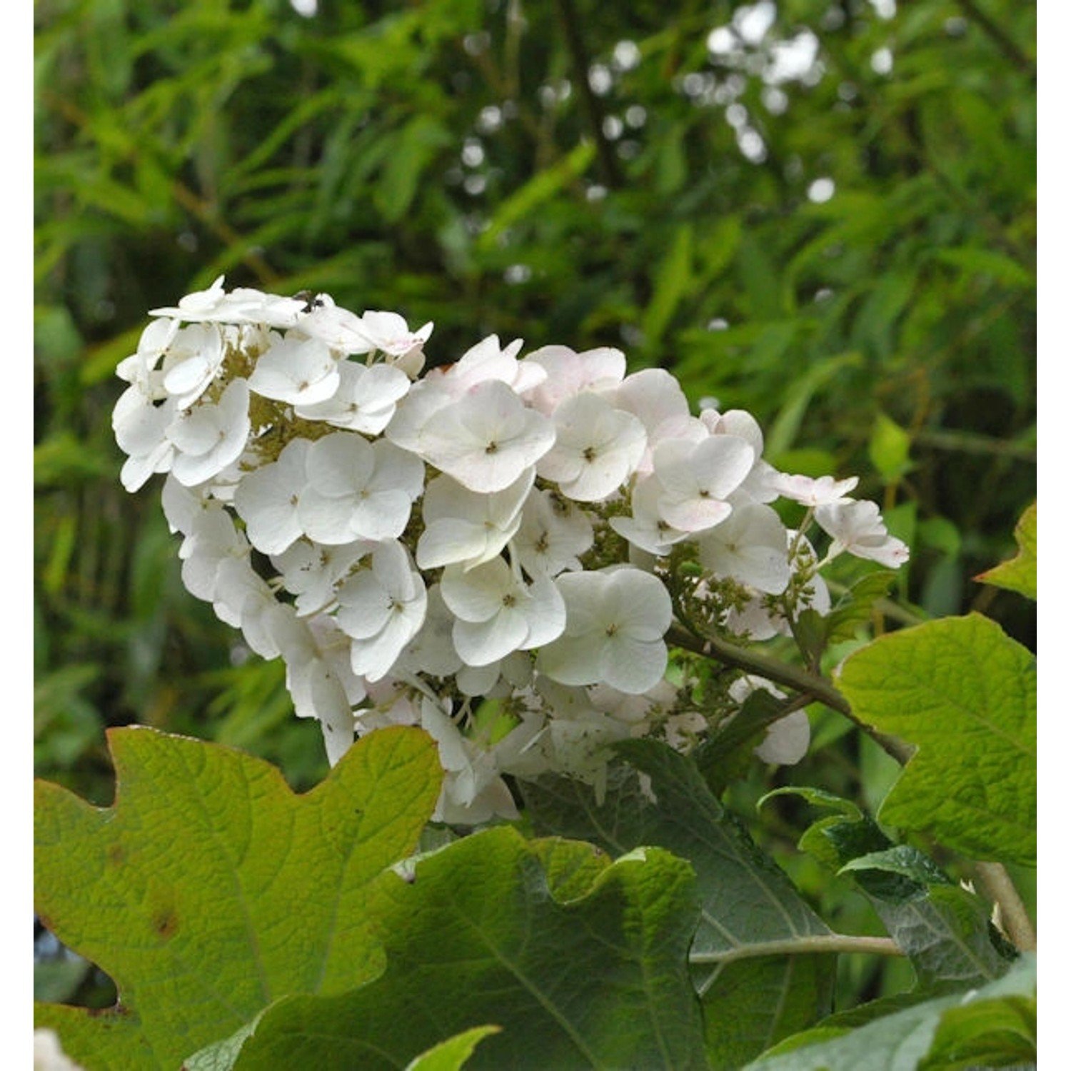 Eichenblättrige Hortensie Snow Queen 40-60cm - Hydrangea quercifolia günstig online kaufen