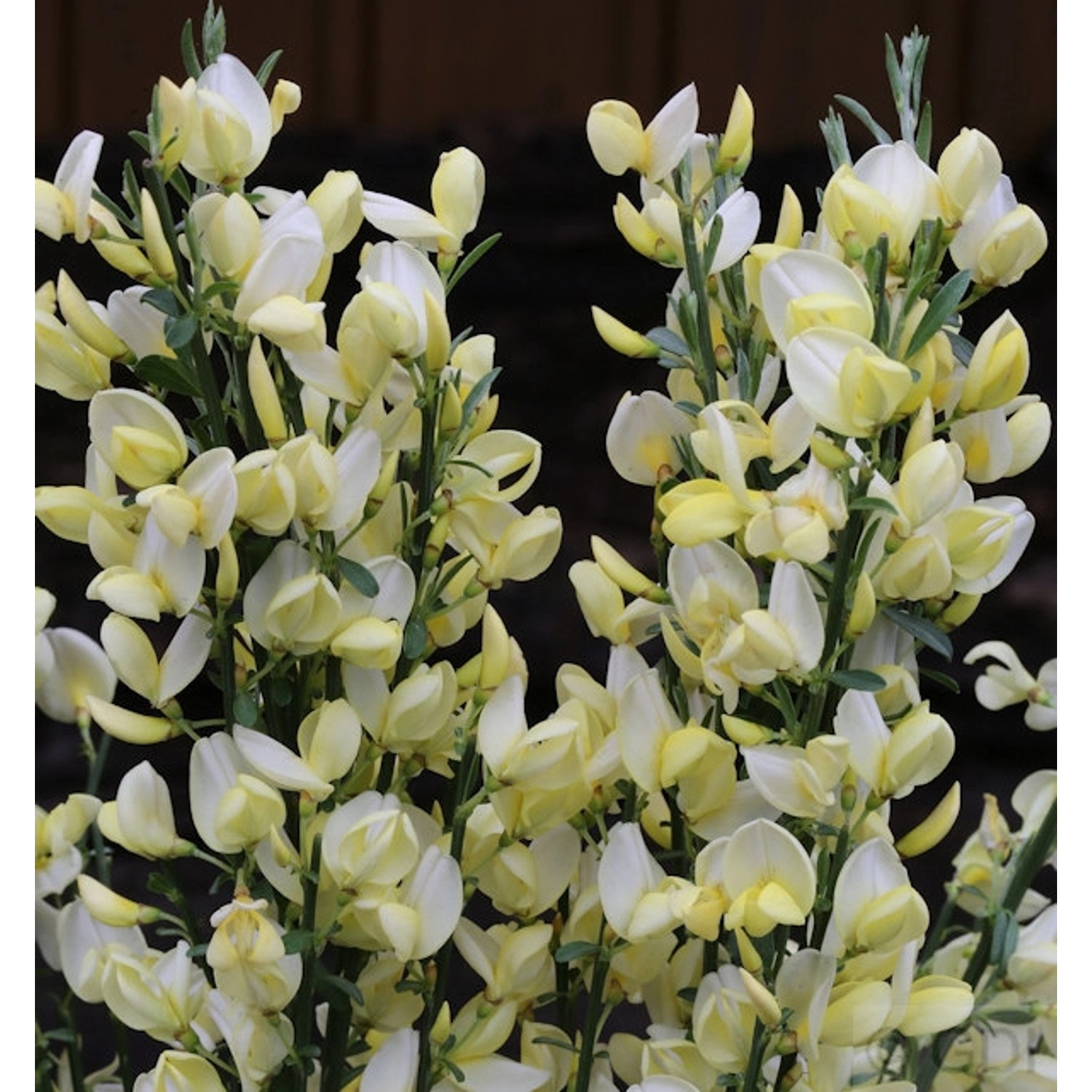 Hochstamm Edelginster White Lion 60-80cm - Cytisus scoparius günstig online kaufen