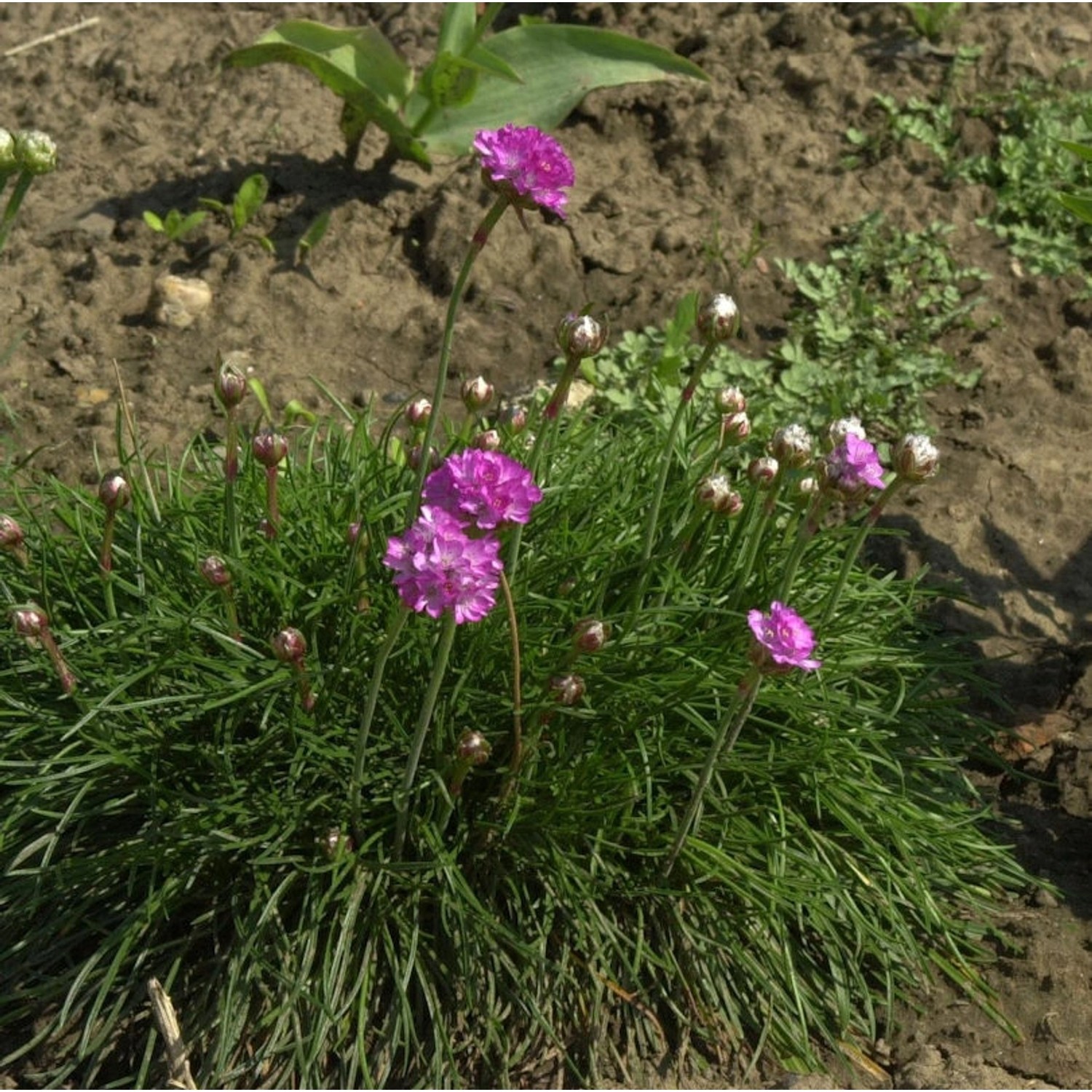 Strandnelke - Armeria maritima günstig online kaufen