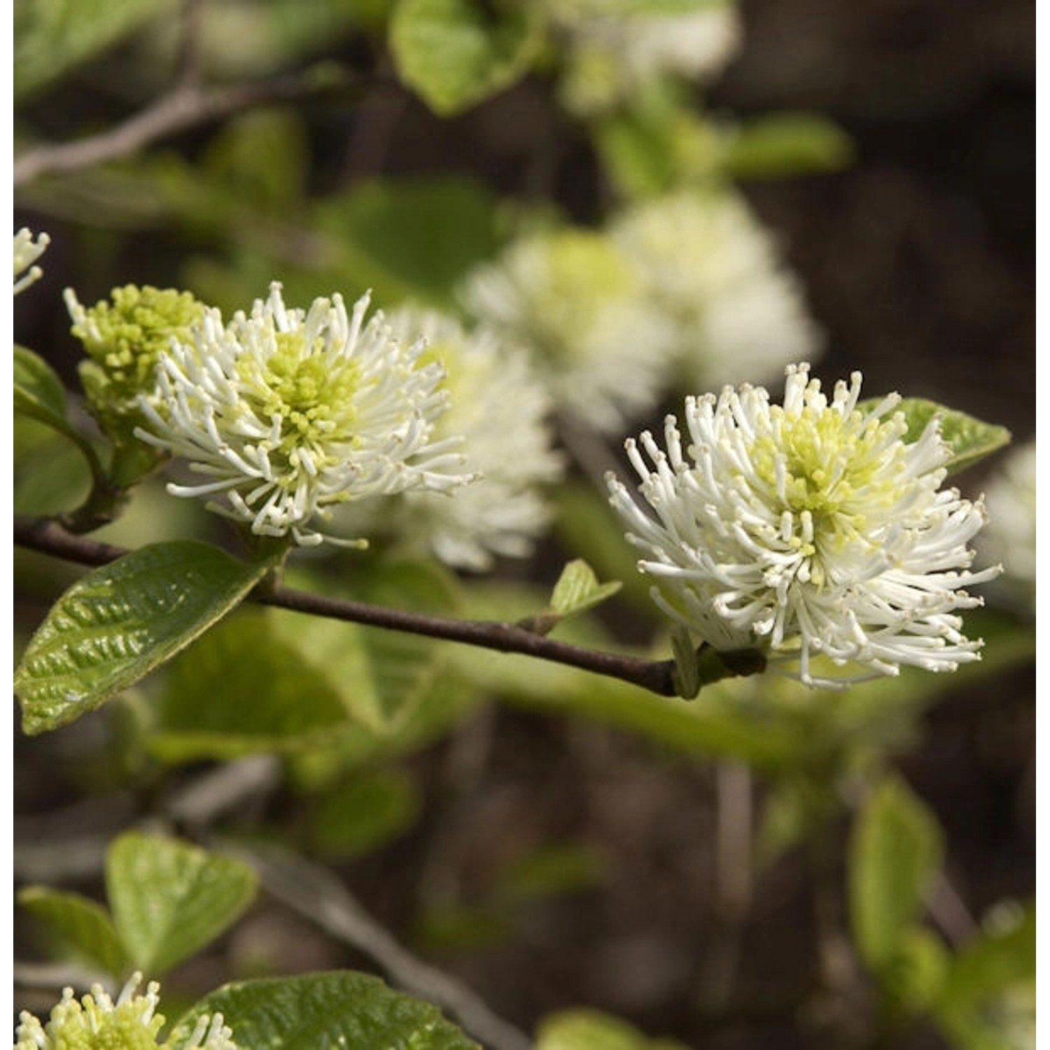 Zwerg Federbuschstrauch 40-60cm - Fothergilla gardenii günstig online kaufen