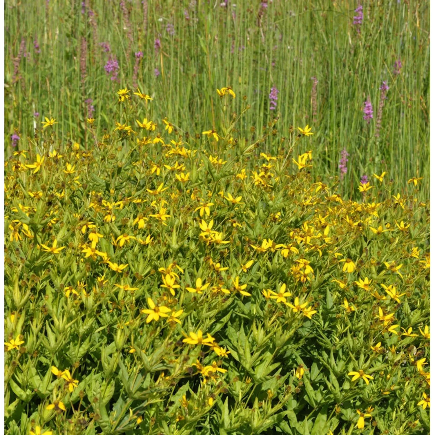 Prärie Mädchenauge - Coreopsis major günstig online kaufen