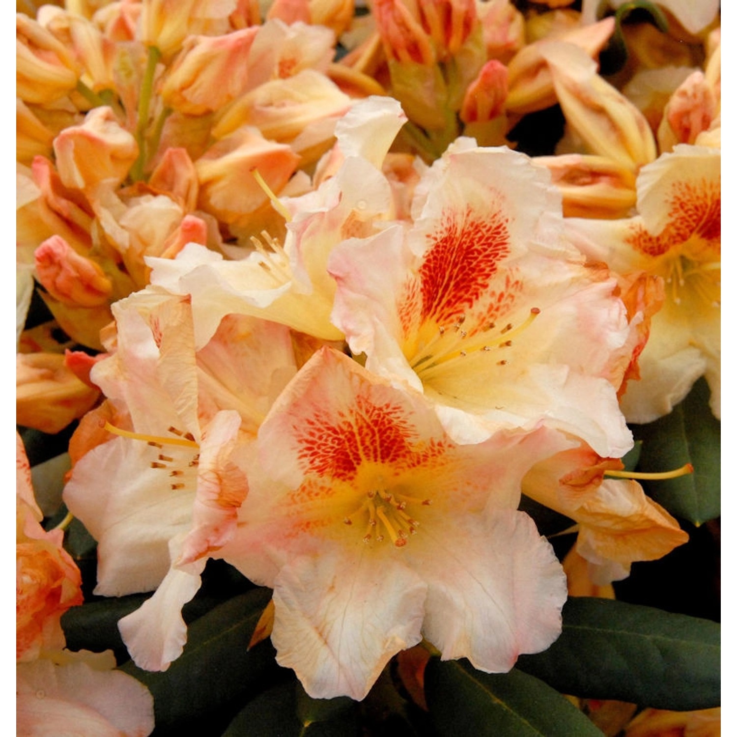 INKARHO - Großblumige Rhododendron Marylou 40-50cm - Alpenrose günstig online kaufen