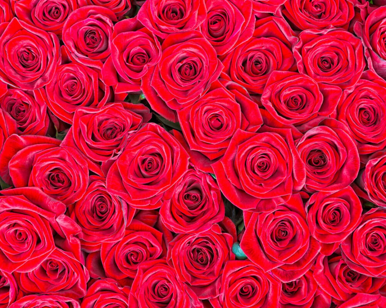 Fototapete "Rote Rosen" 4,00x2,50 m / Glattvlies Perlmutt günstig online kaufen
