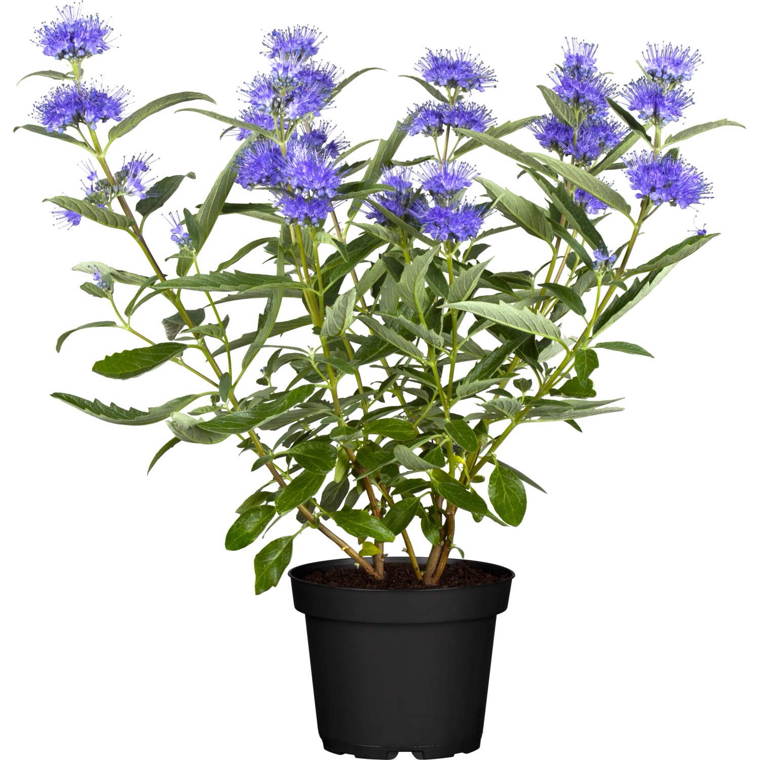OBI Bartblume Blau Container ca. 3 l günstig online kaufen