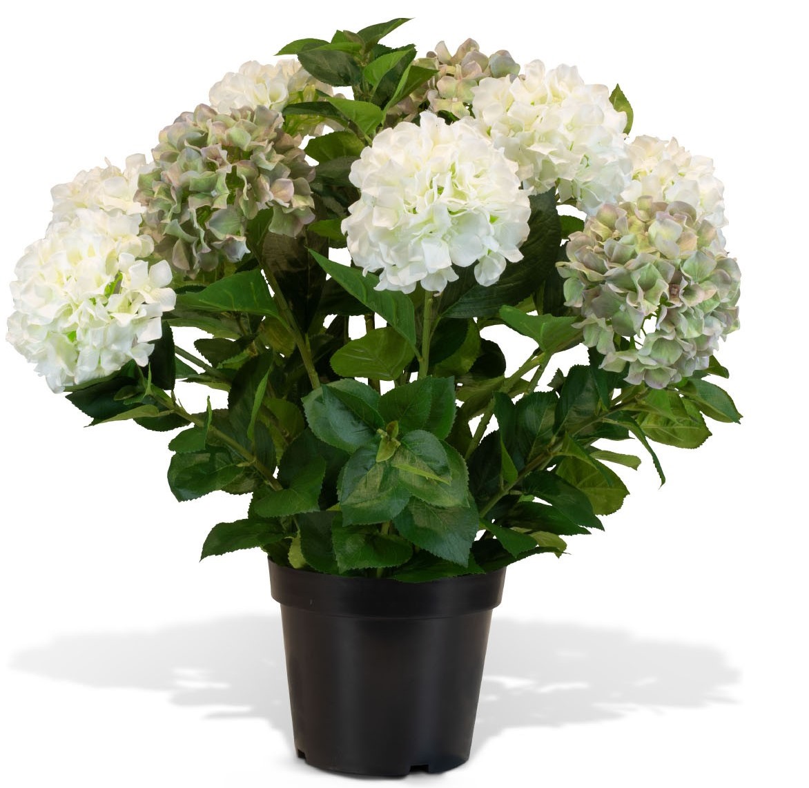 Hortensie - Hydrangea Kunstpflanze, 10 Blüten, Höhe 73 cm, weiß-grün günstig online kaufen