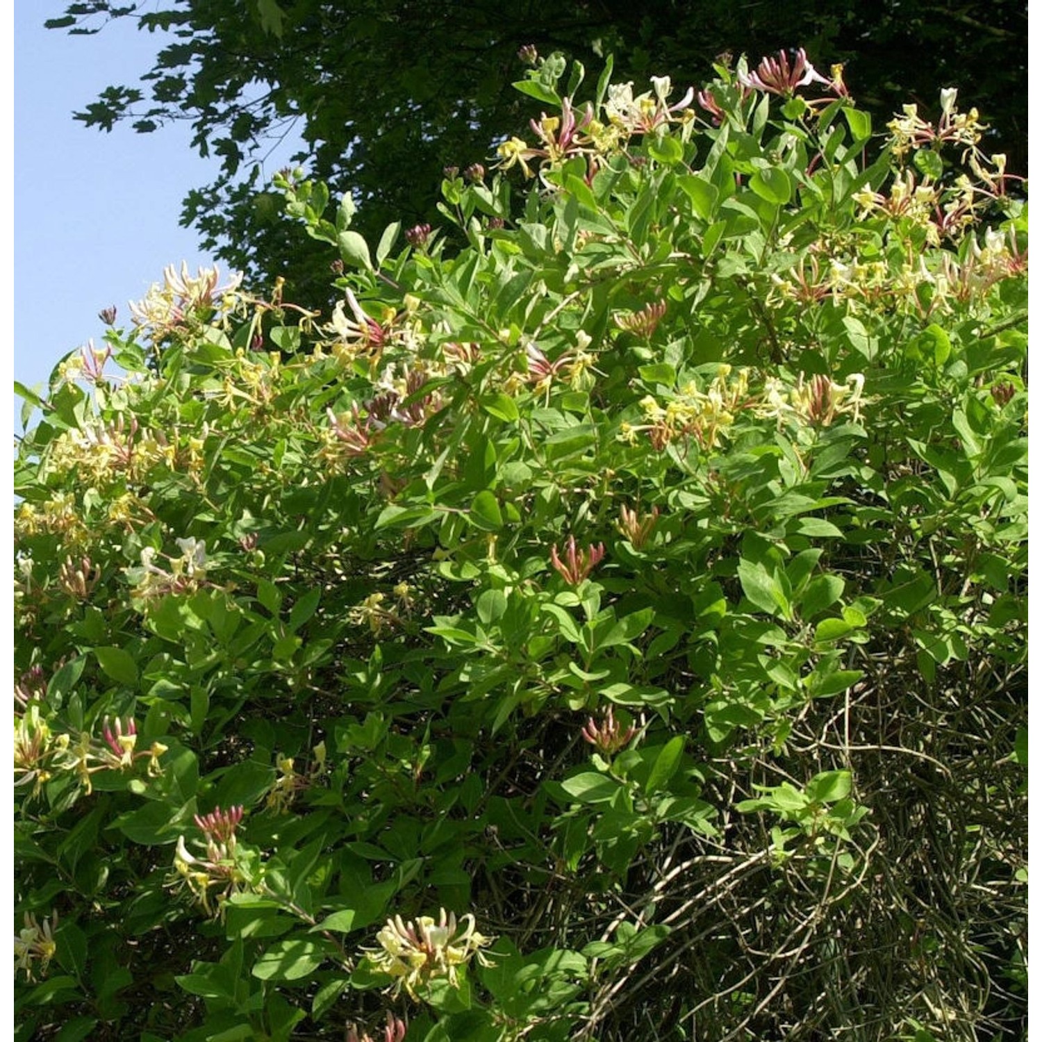 Waldgeisblatt Graham Thomas 40-60cm - Lonicera periclymenum günstig online kaufen