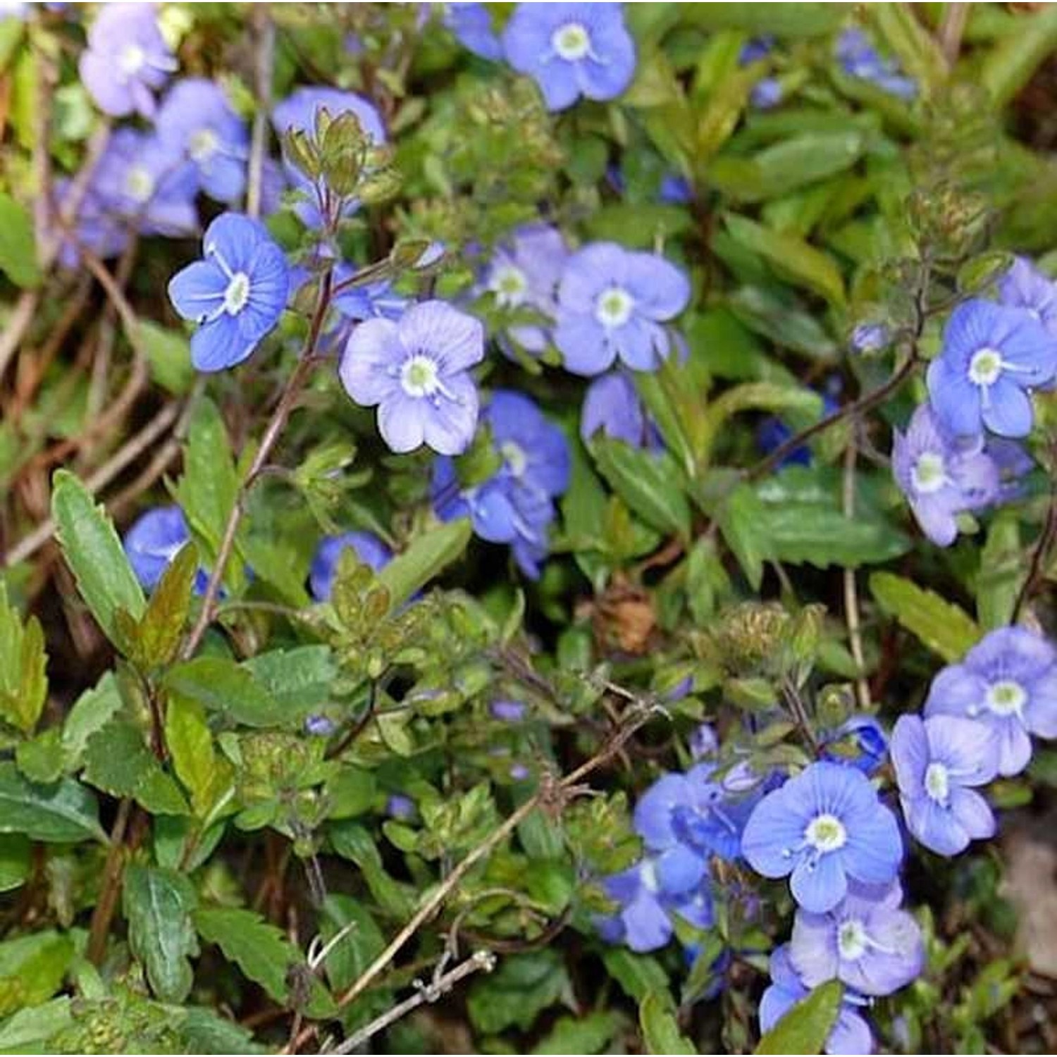 Ehrenpreis Georgia Blue - Veronica peduncularis günstig online kaufen