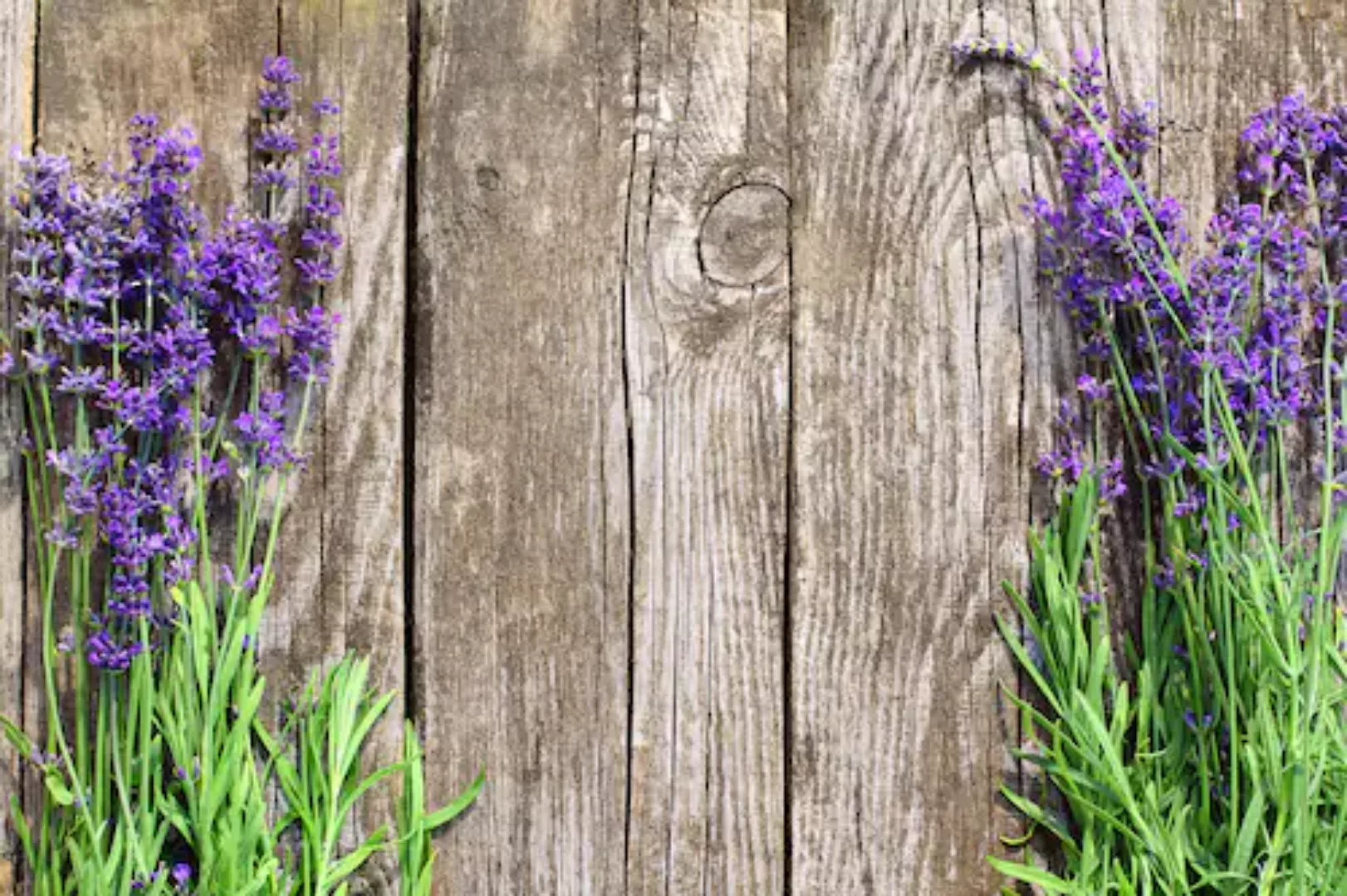 Papermoon Fototapete »Blumen an Holzwand« günstig online kaufen