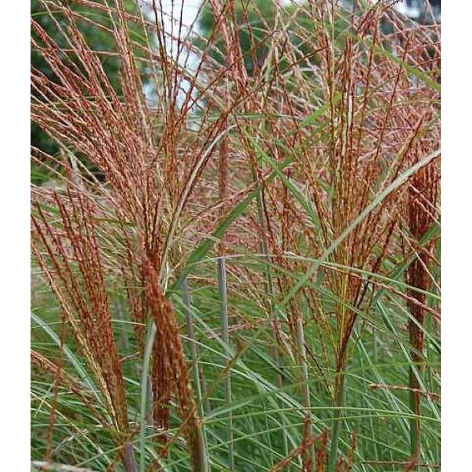 Chinaschilf Graziella - Miscanthus sinensis günstig online kaufen