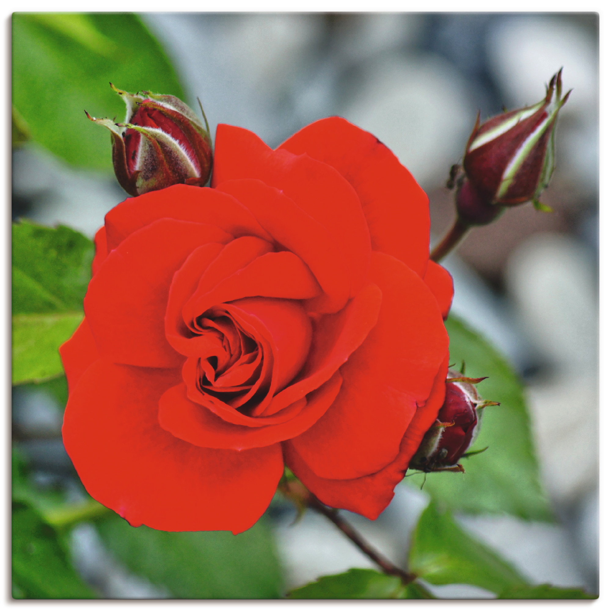 Artland Wandbild "Rote Rosenblüte mit Knospen", Blumen, (1 St.), als Leinwa günstig online kaufen