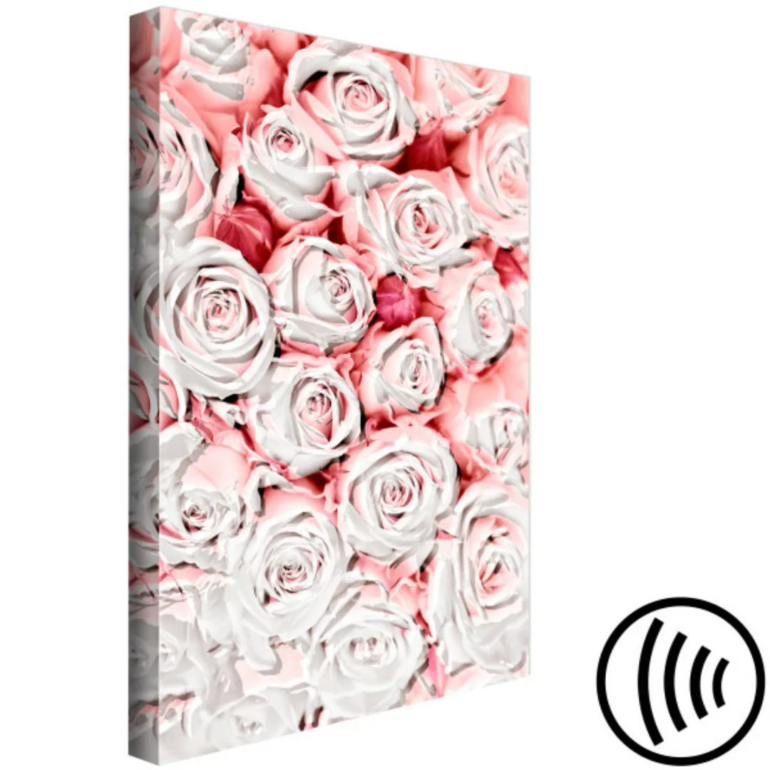 Bild auf Leinwand Sonnenrosen - Blumen in rosa und weißen Nuancen  XXL günstig online kaufen