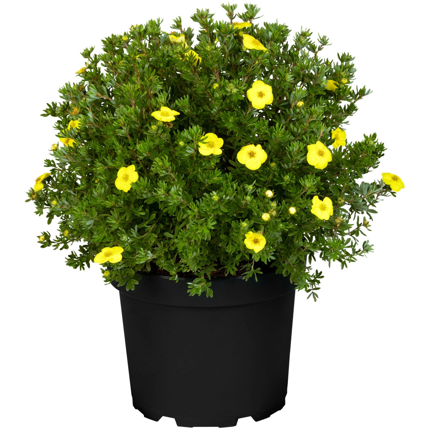 Fingerstrauch Gelb Höhe ca. 20 - 30 cm Topf ca. 2,3 l Potentilla fructicosa günstig online kaufen